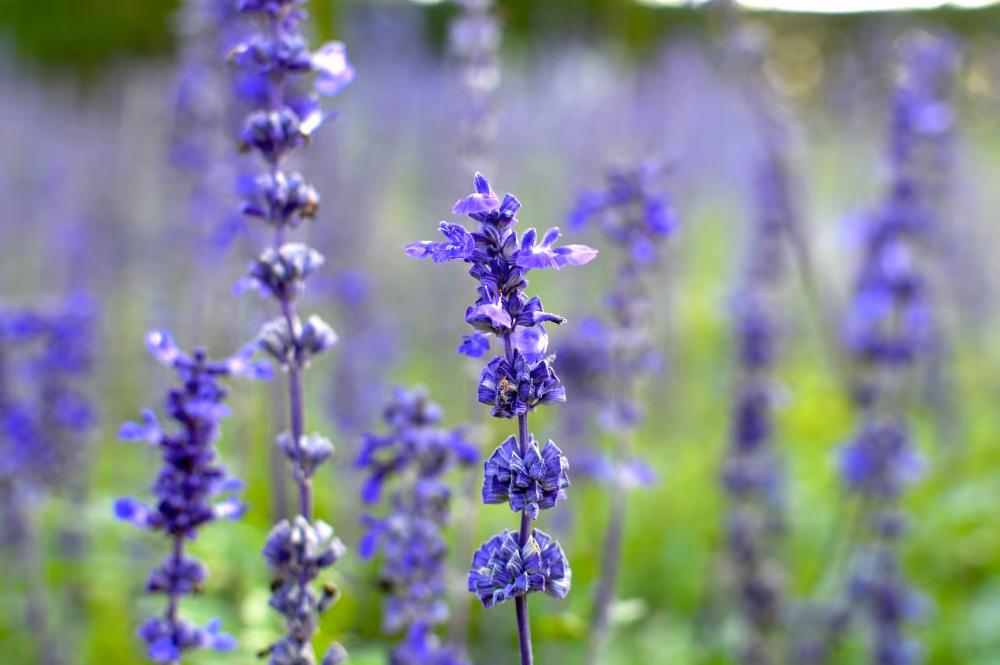 ฺBlue flower