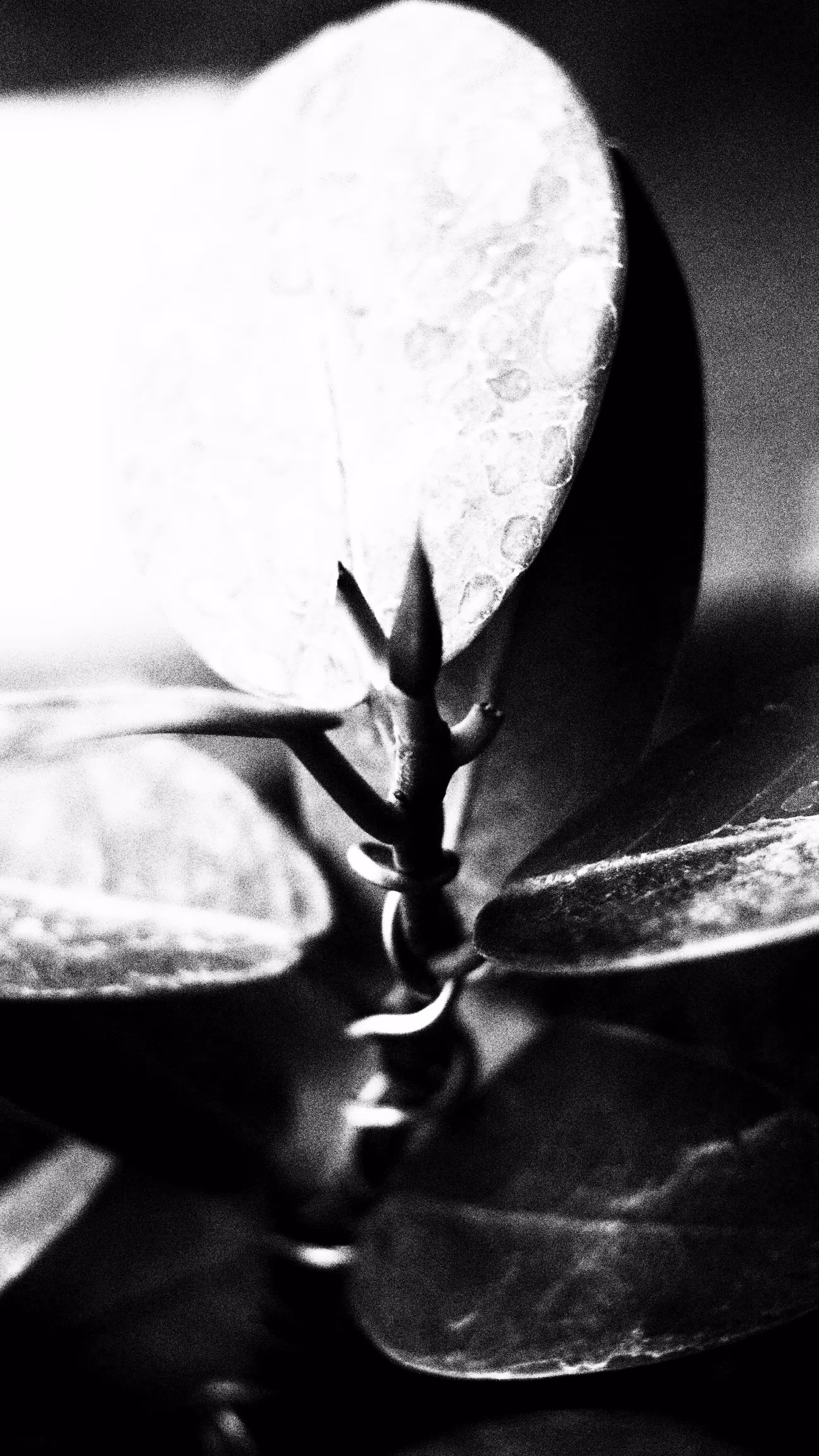 #PLANTASIA - Ficus Microcarpa