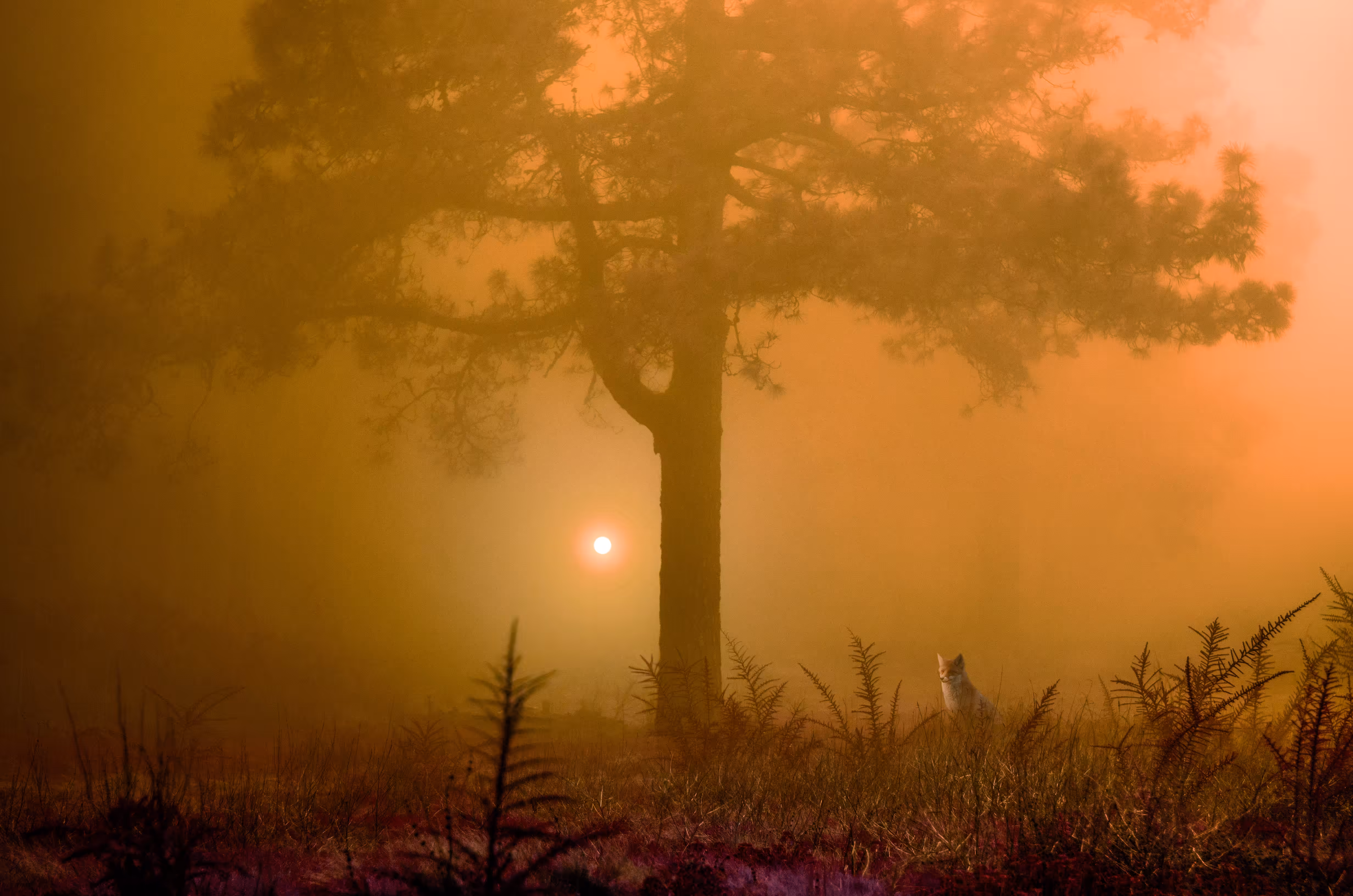 Forest Tales