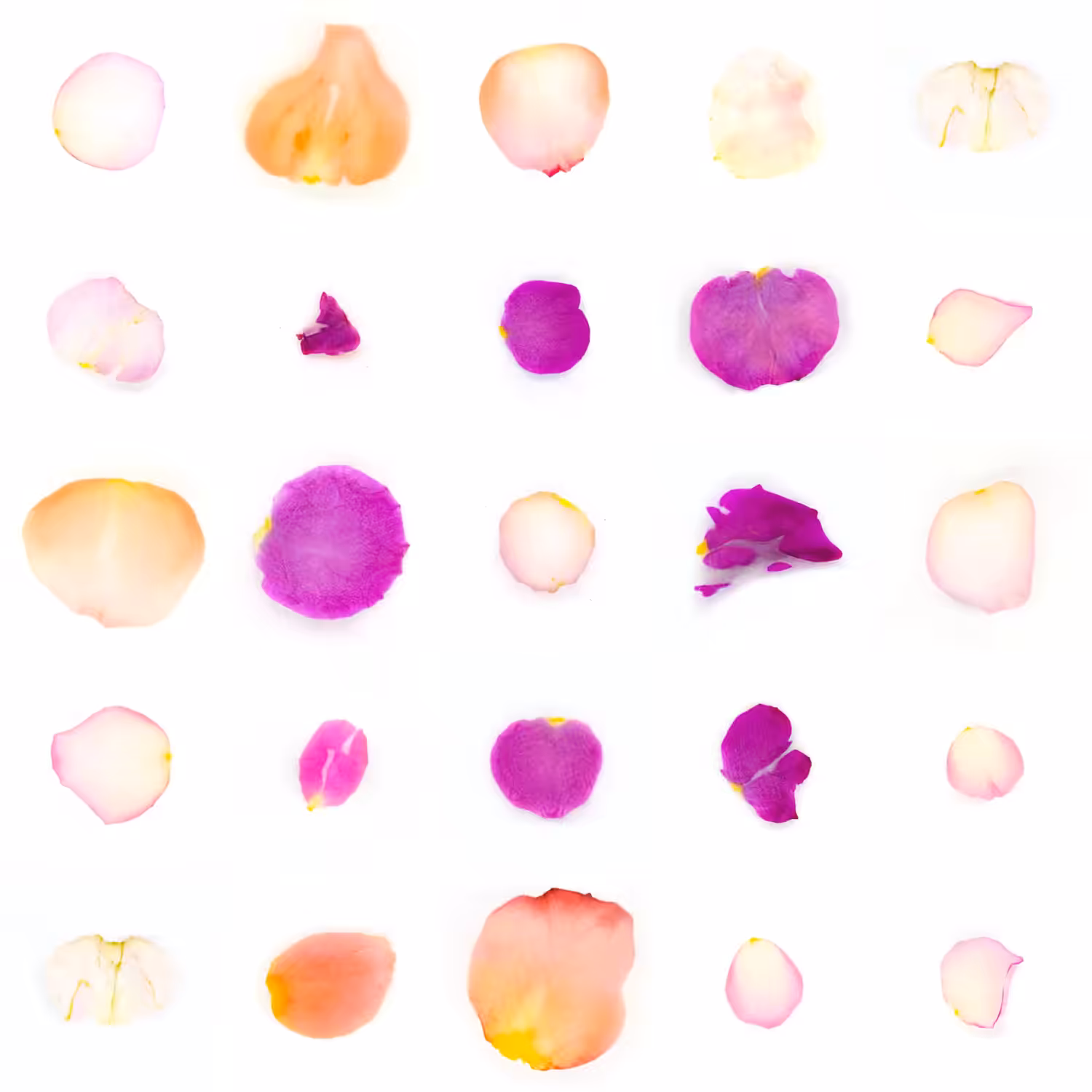 Infinite Petals 5x5#1125