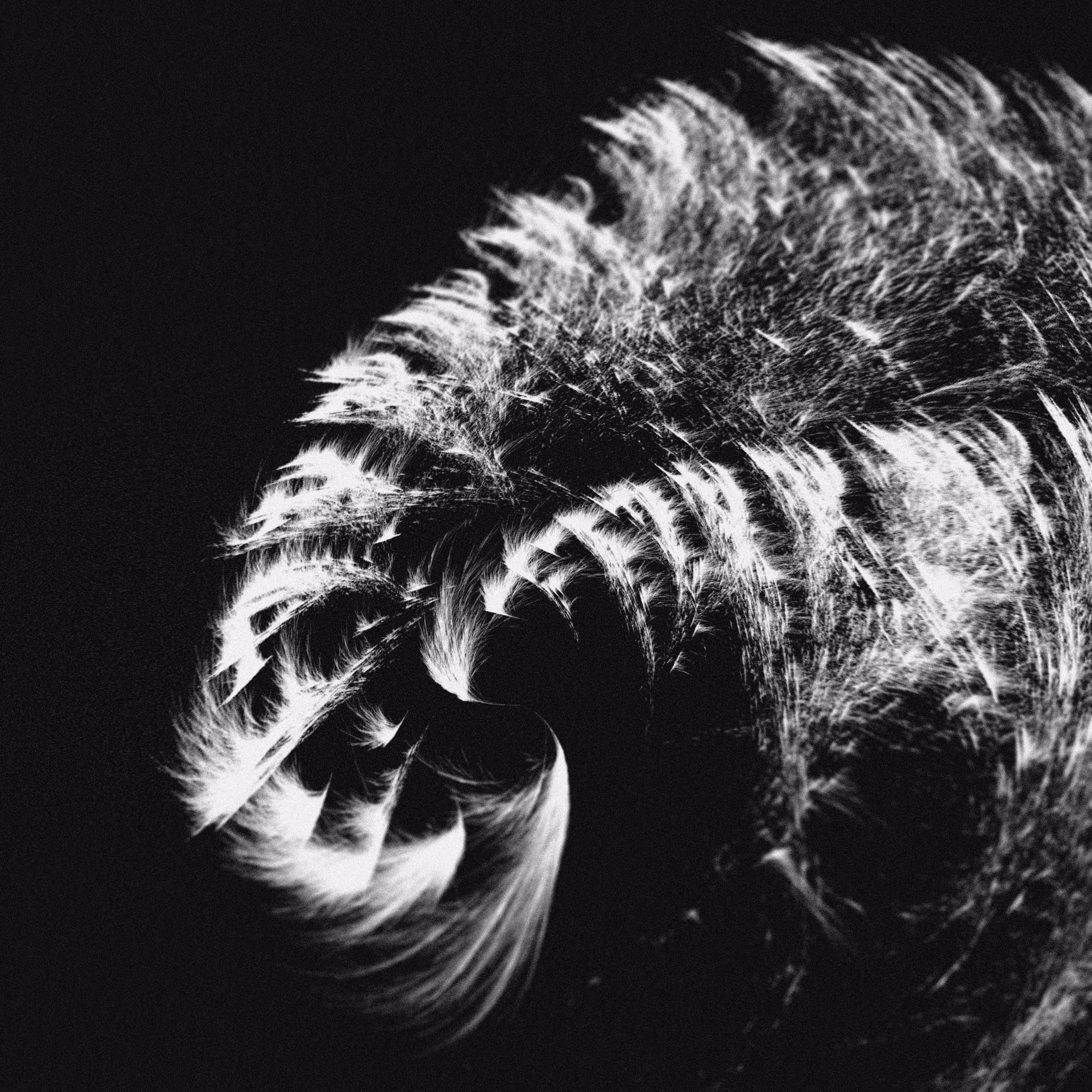 Dragonï n.1