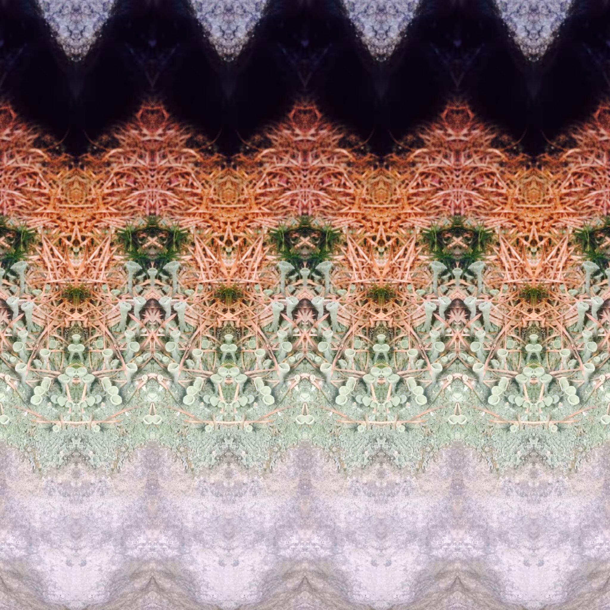 Predictions #02 "Lichen II"