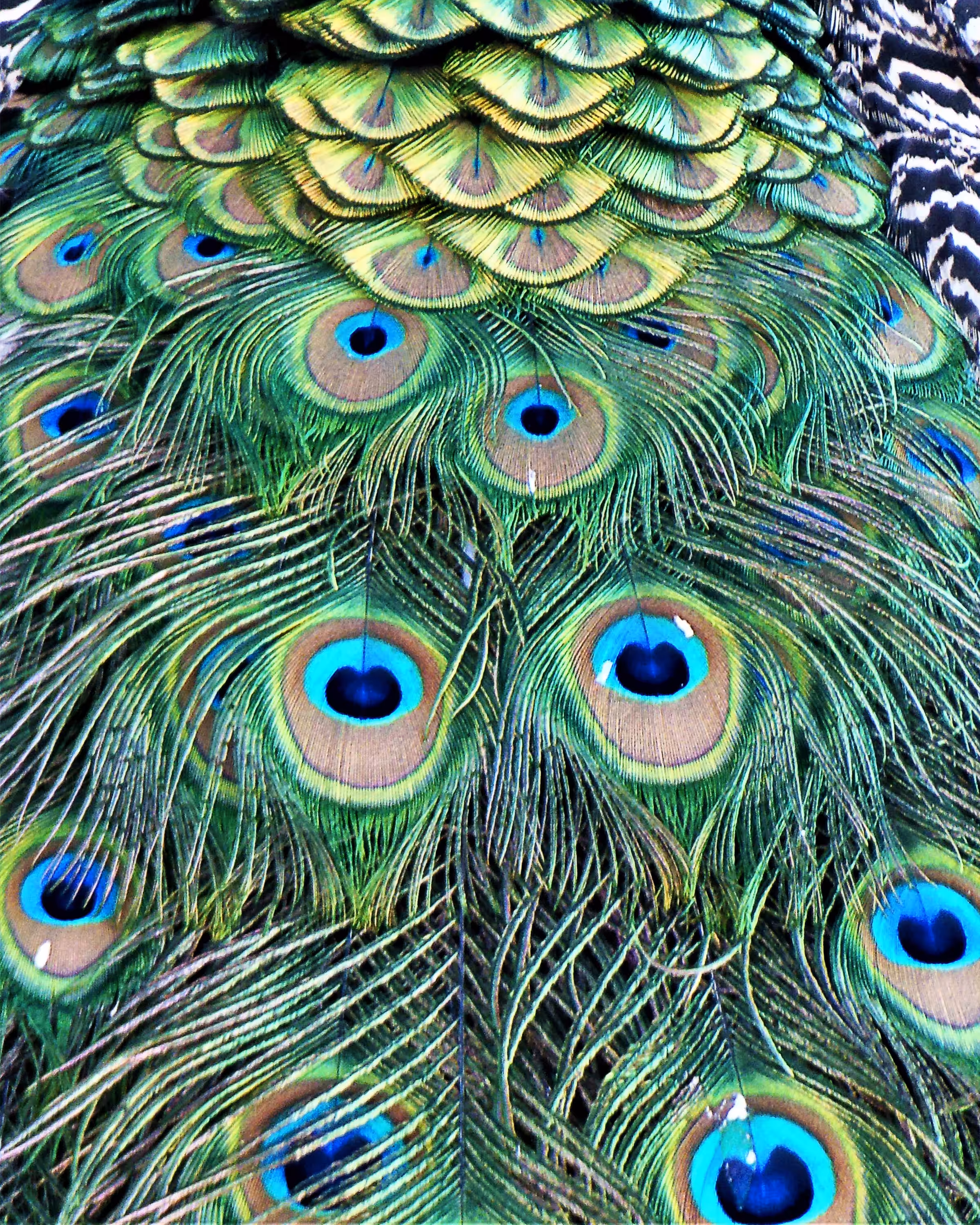 Beautiful Plumage