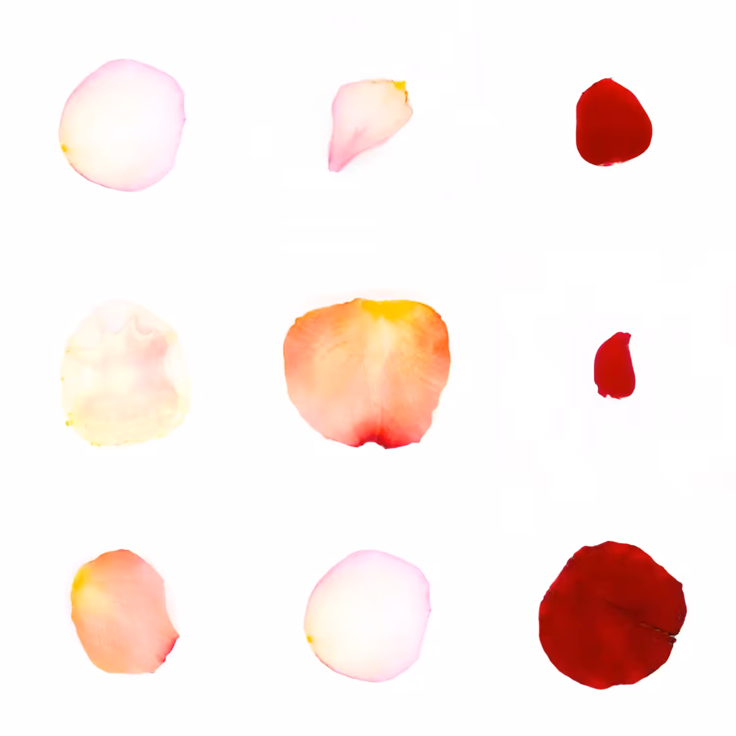 Infinite Petals 3x3#3789