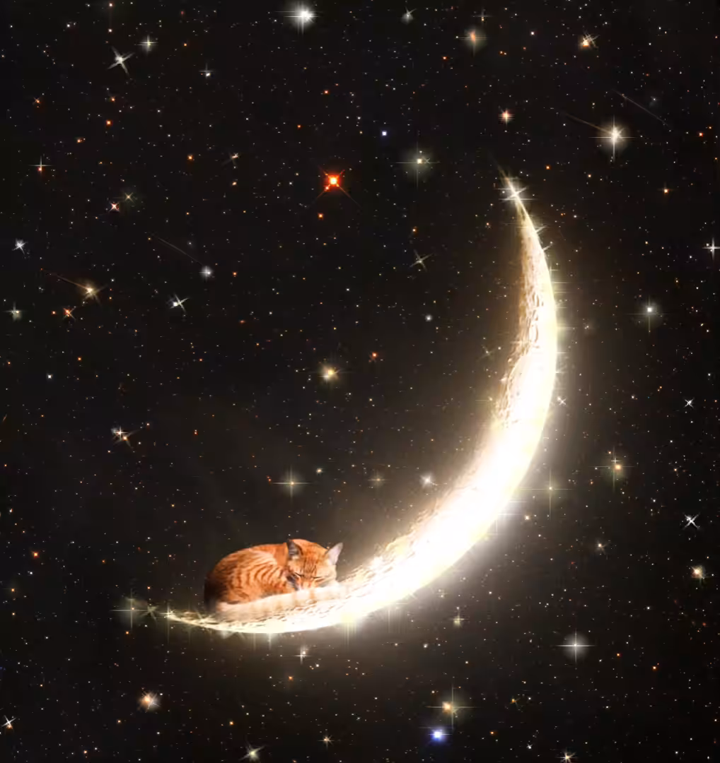 Fly Me(ow) to the Moon!