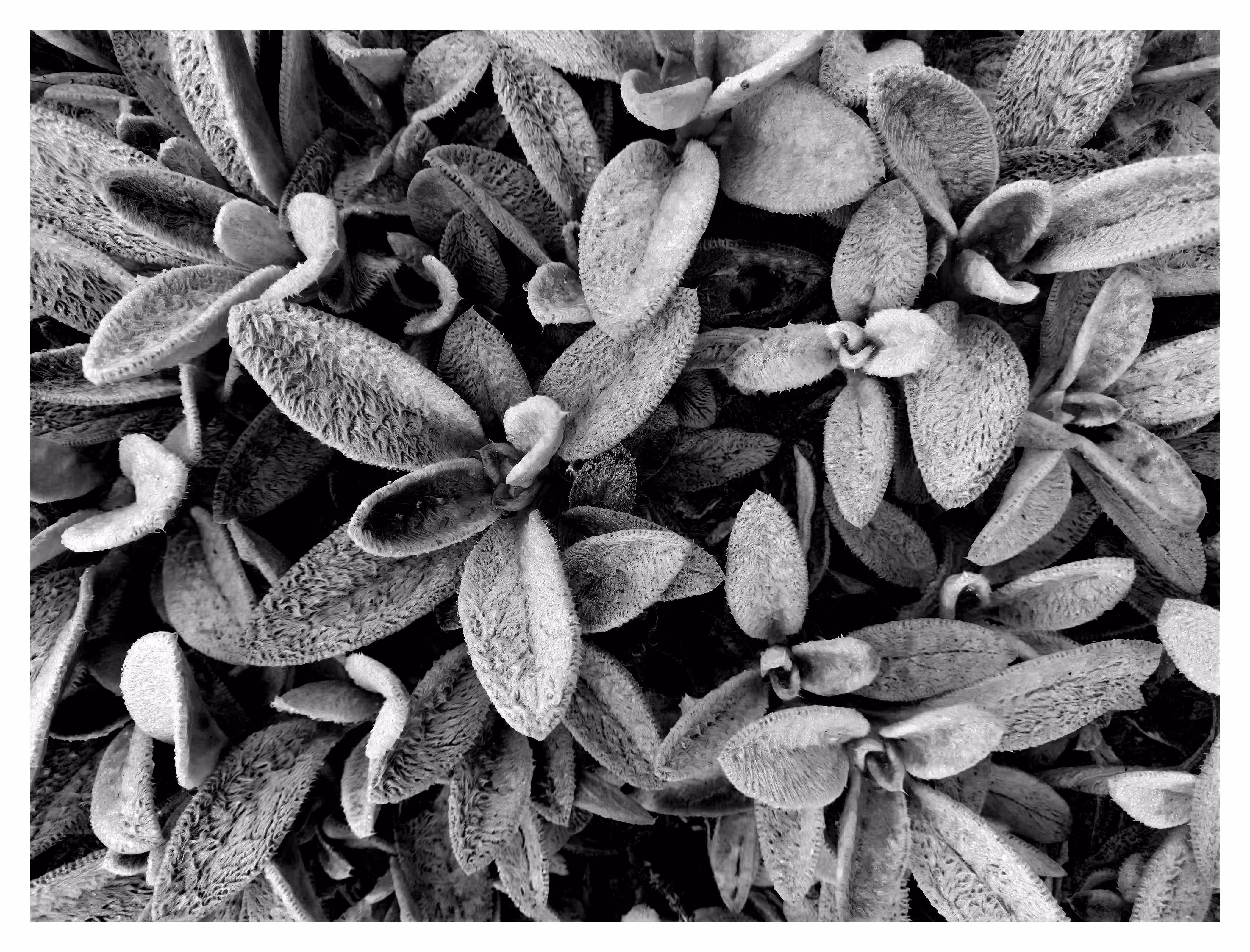 FLORA 7
