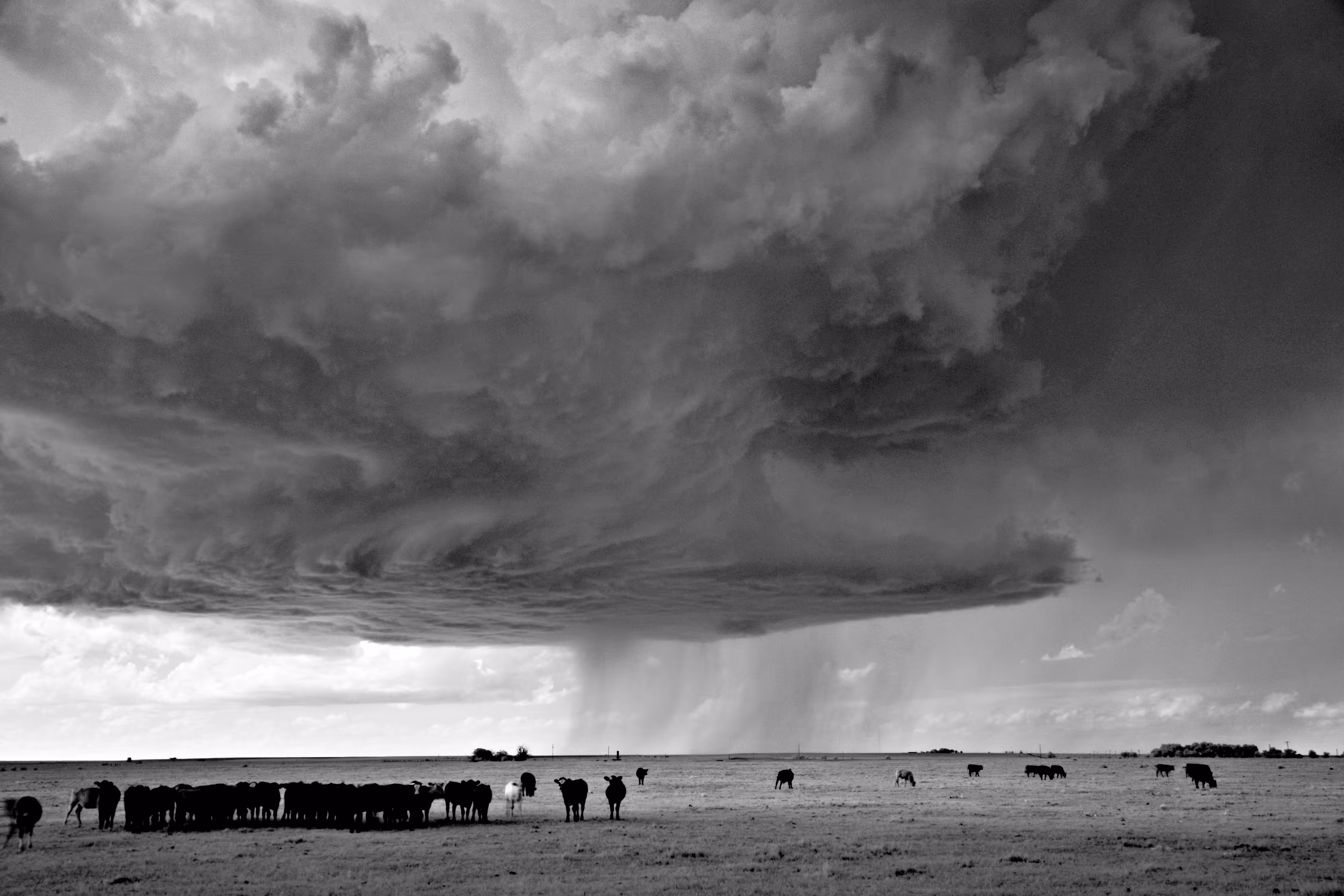 Storms - Storm and Cows in Field