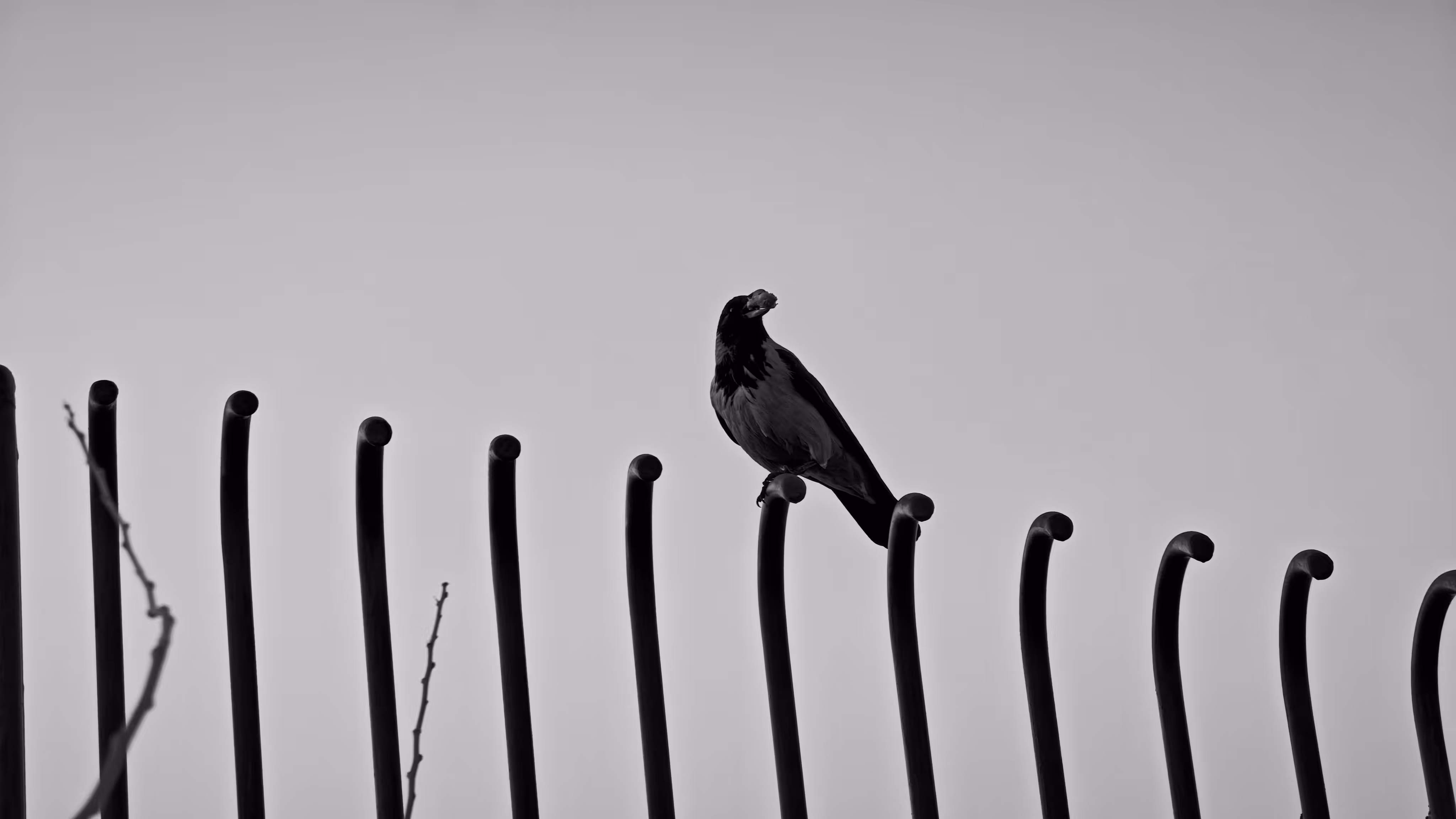Raven's Perch