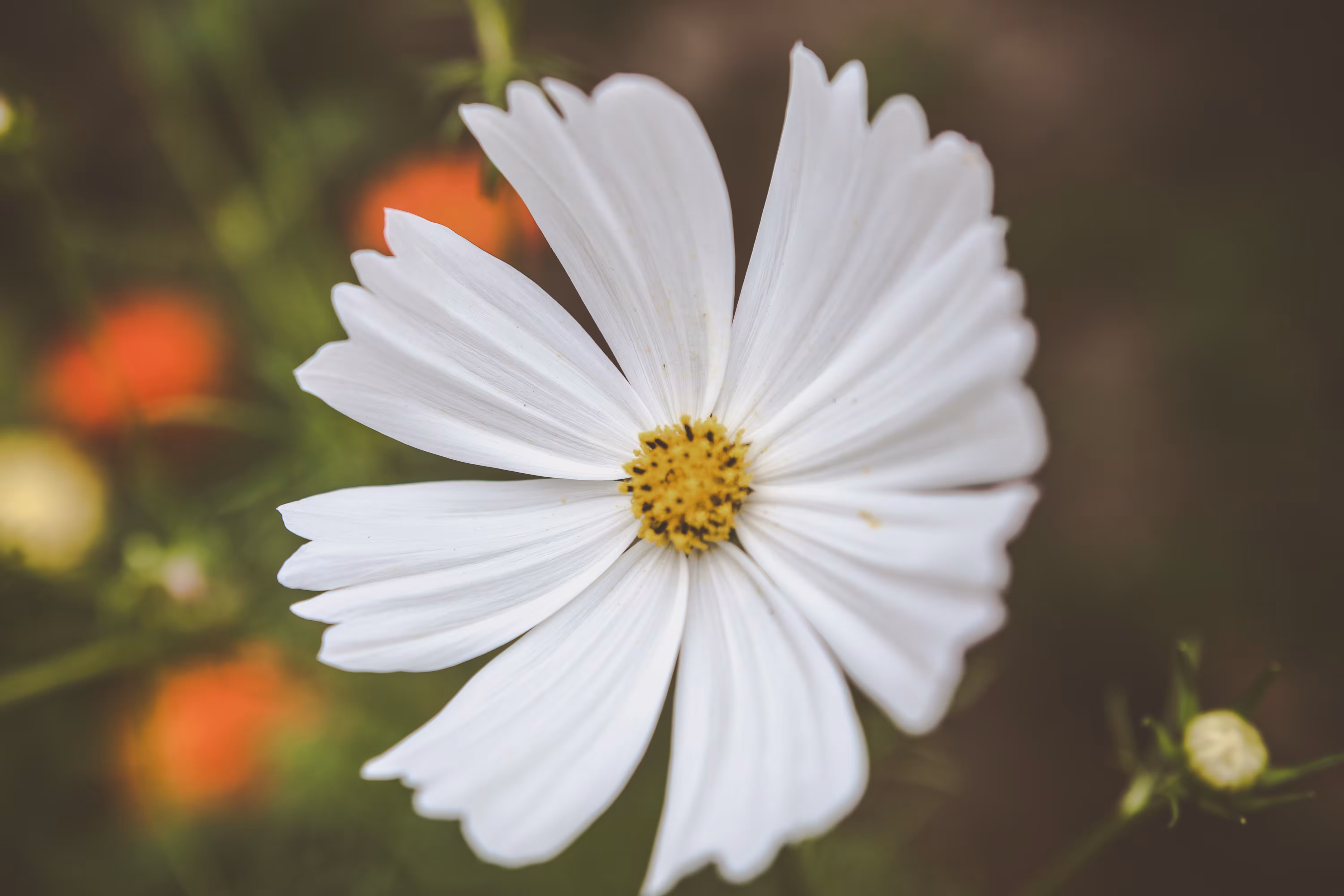Floral Flora