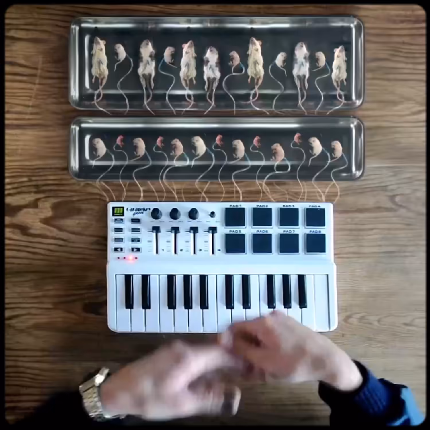 Für Elise, 2017
