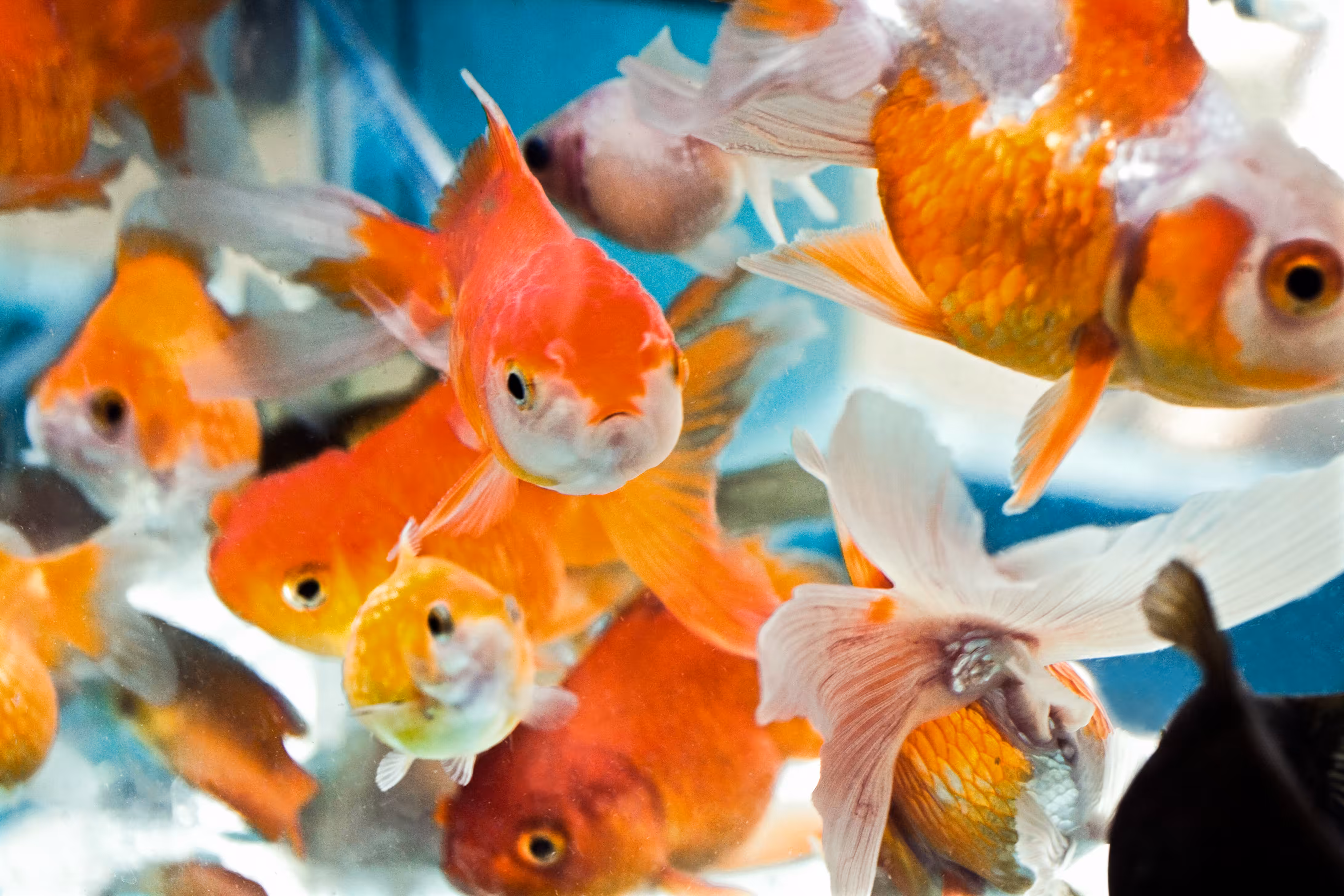 Talking Fish