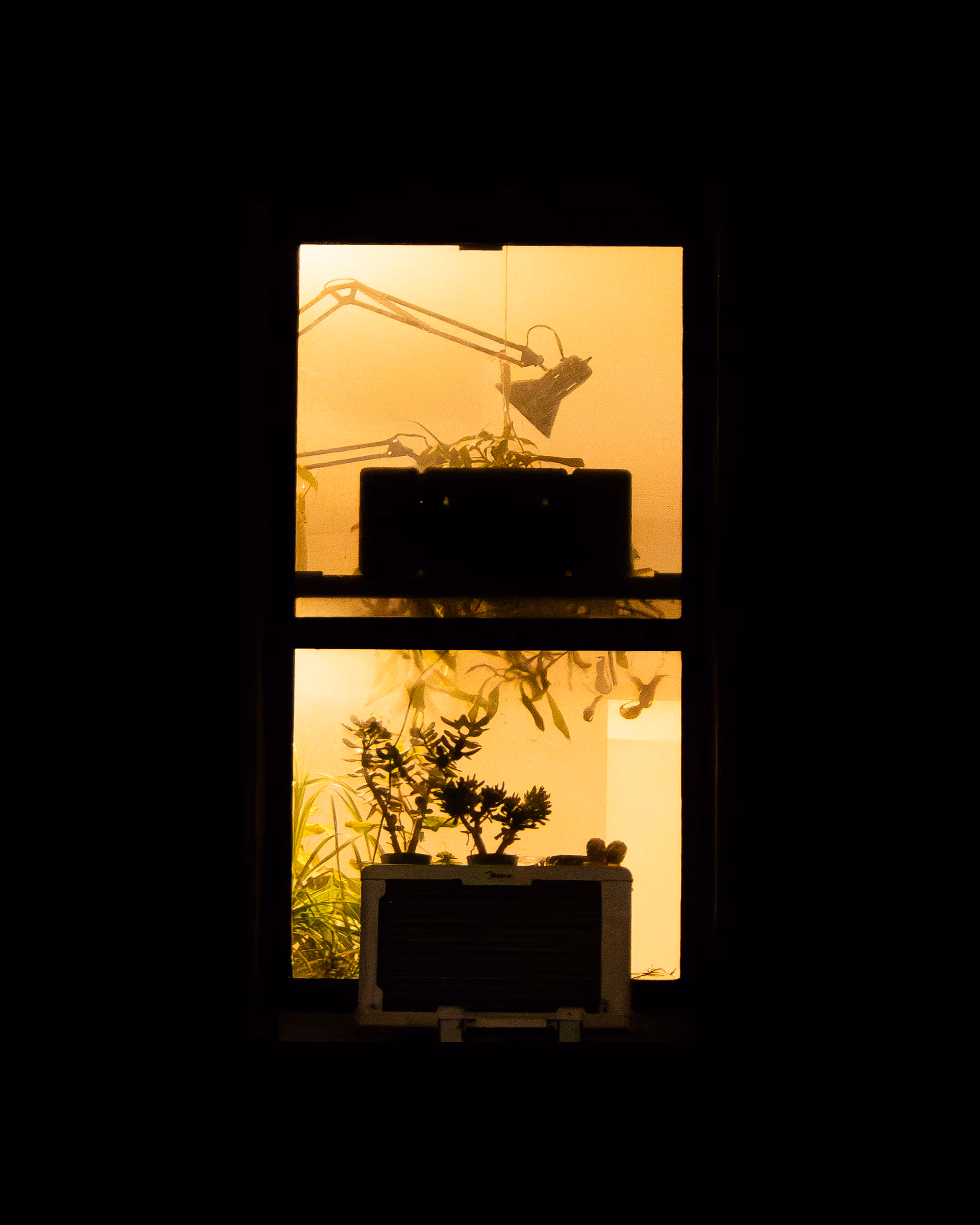 WINDOWS // NYC: WINDOW 697