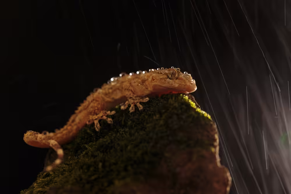 Gecko