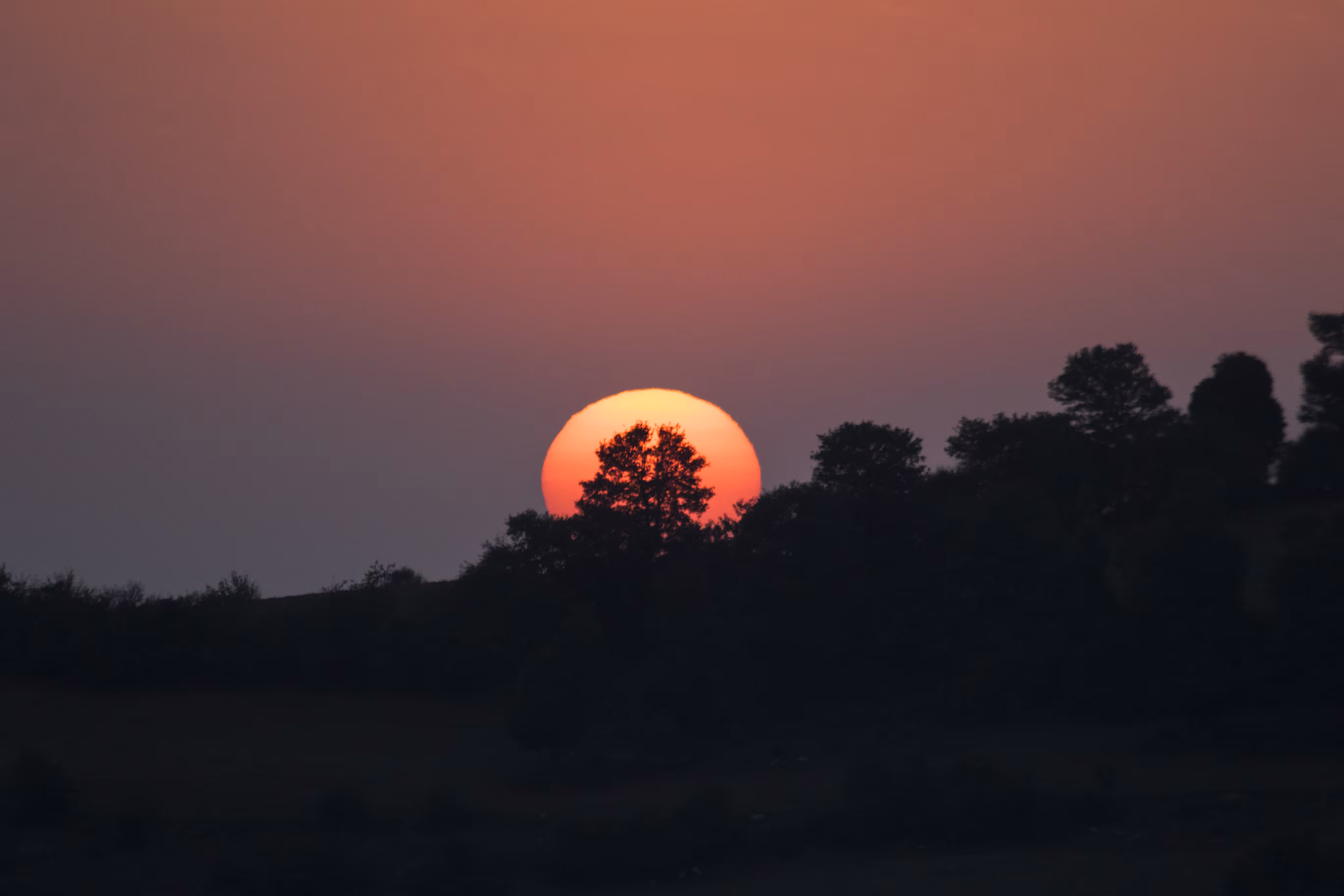 Forest sunset
