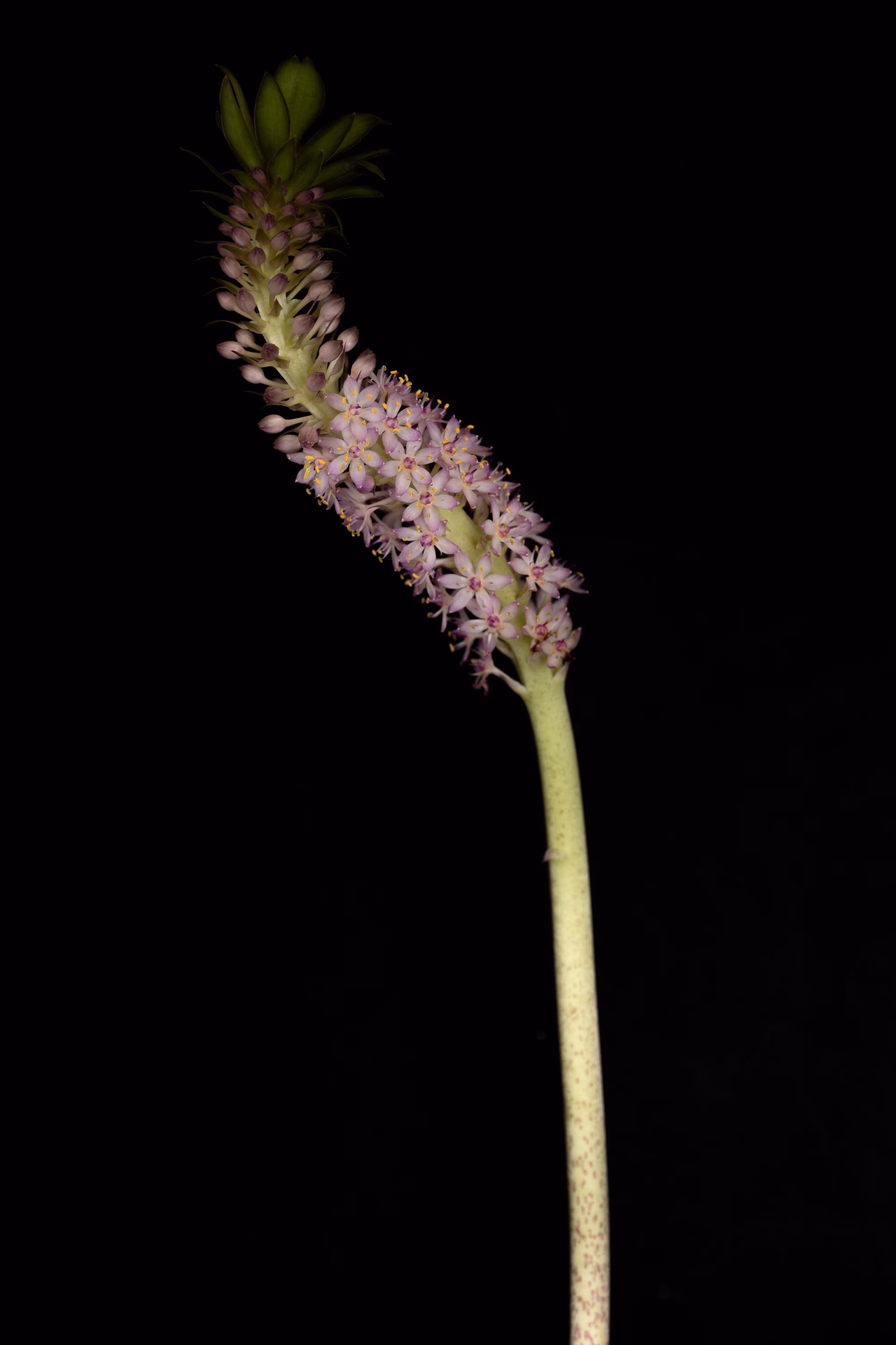 Eucomis (PineappleLily)