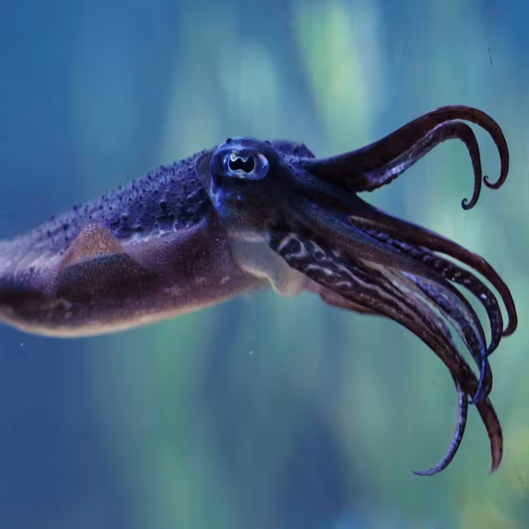 Flex Squid
