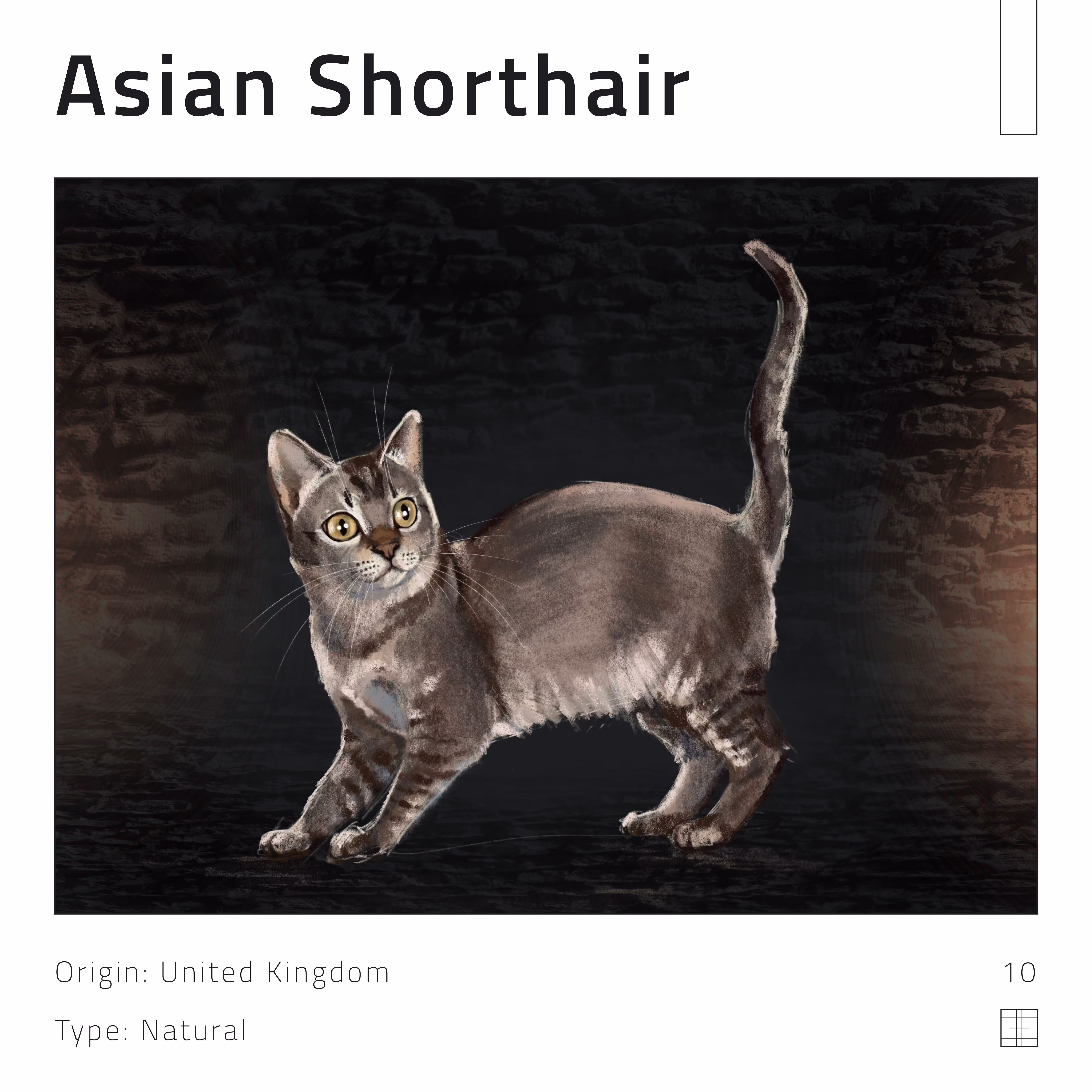 10 – Asian Shorthair cat