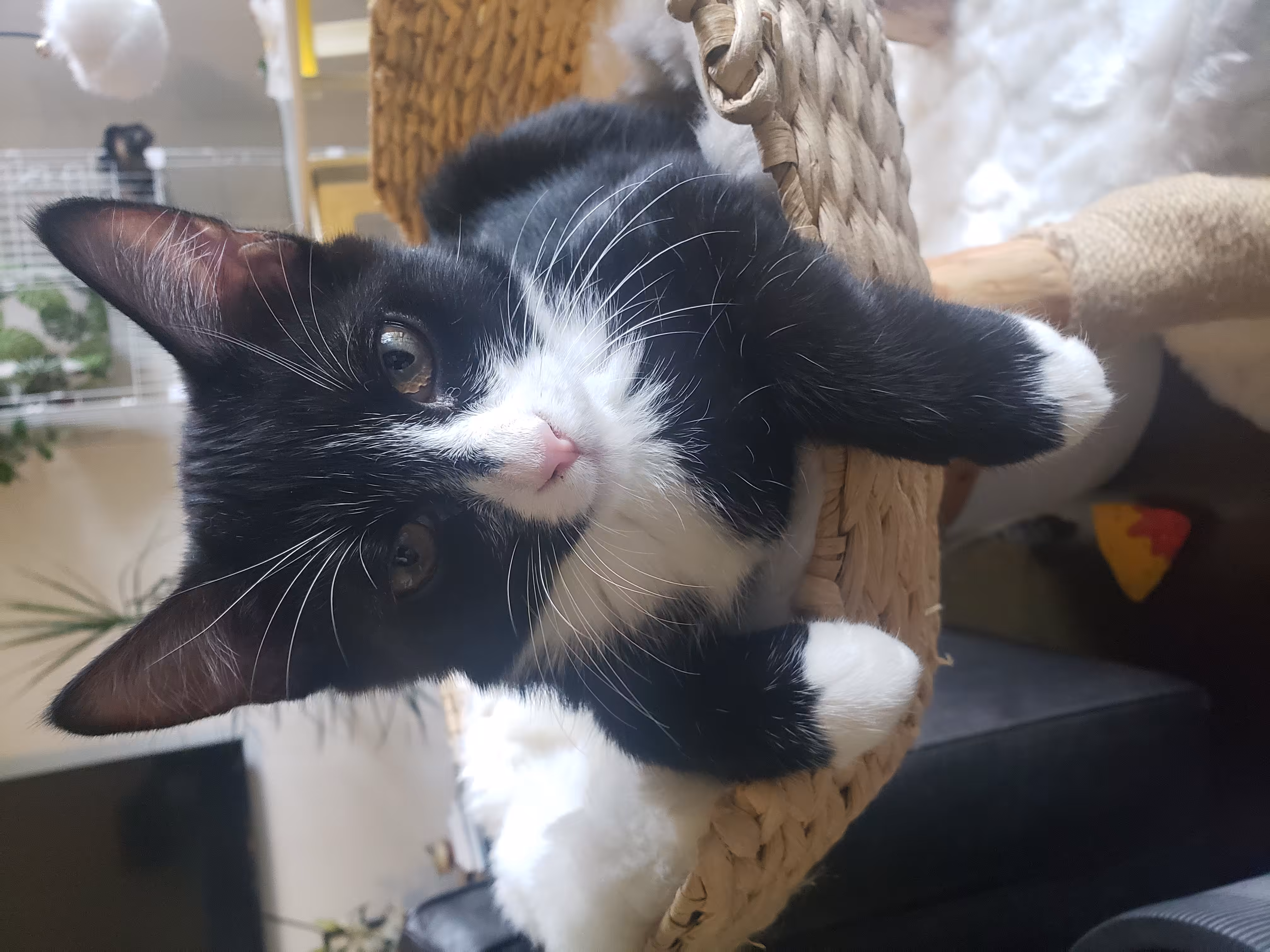 Mr. Pancake