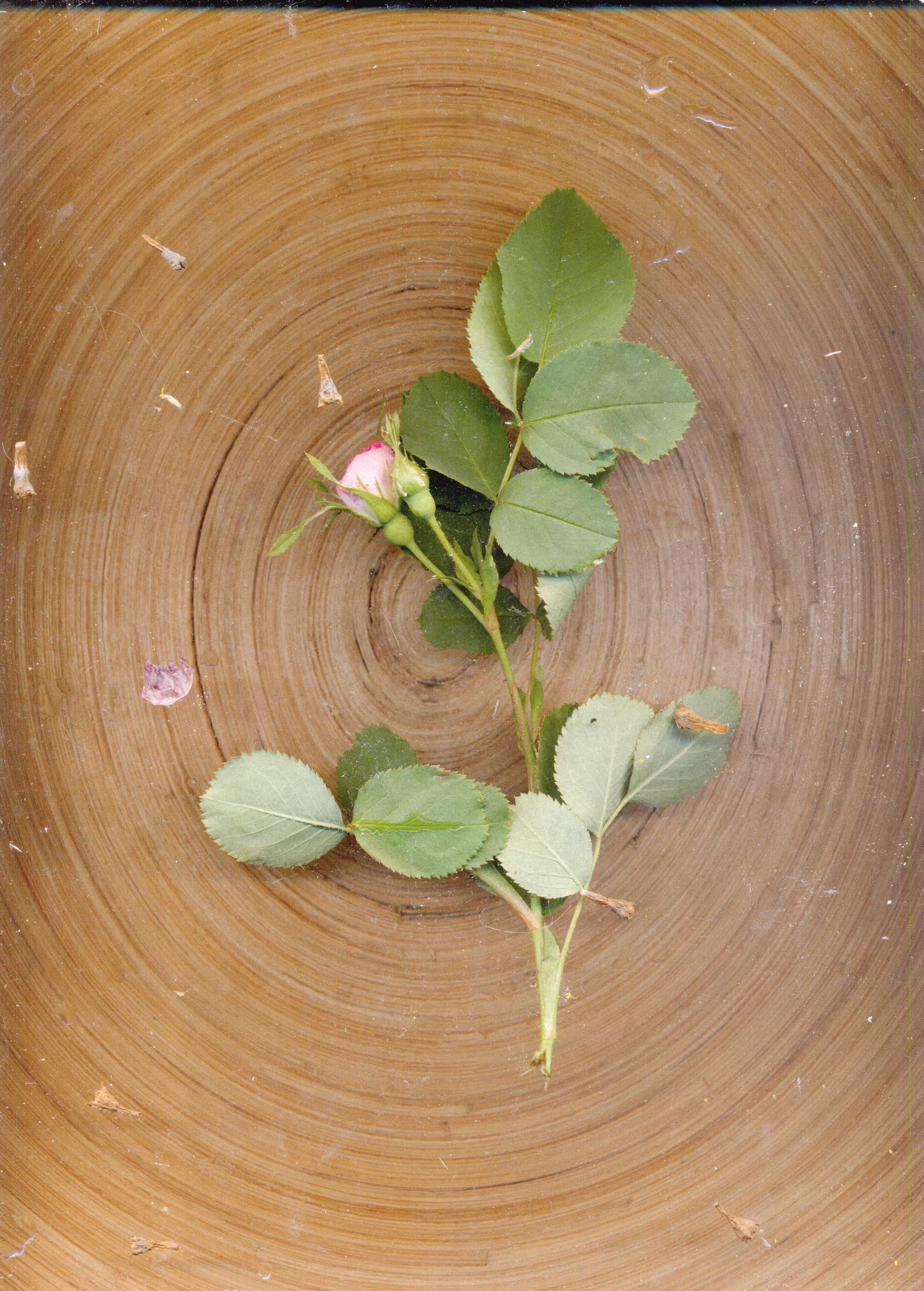 Scanography poster: Summer plate