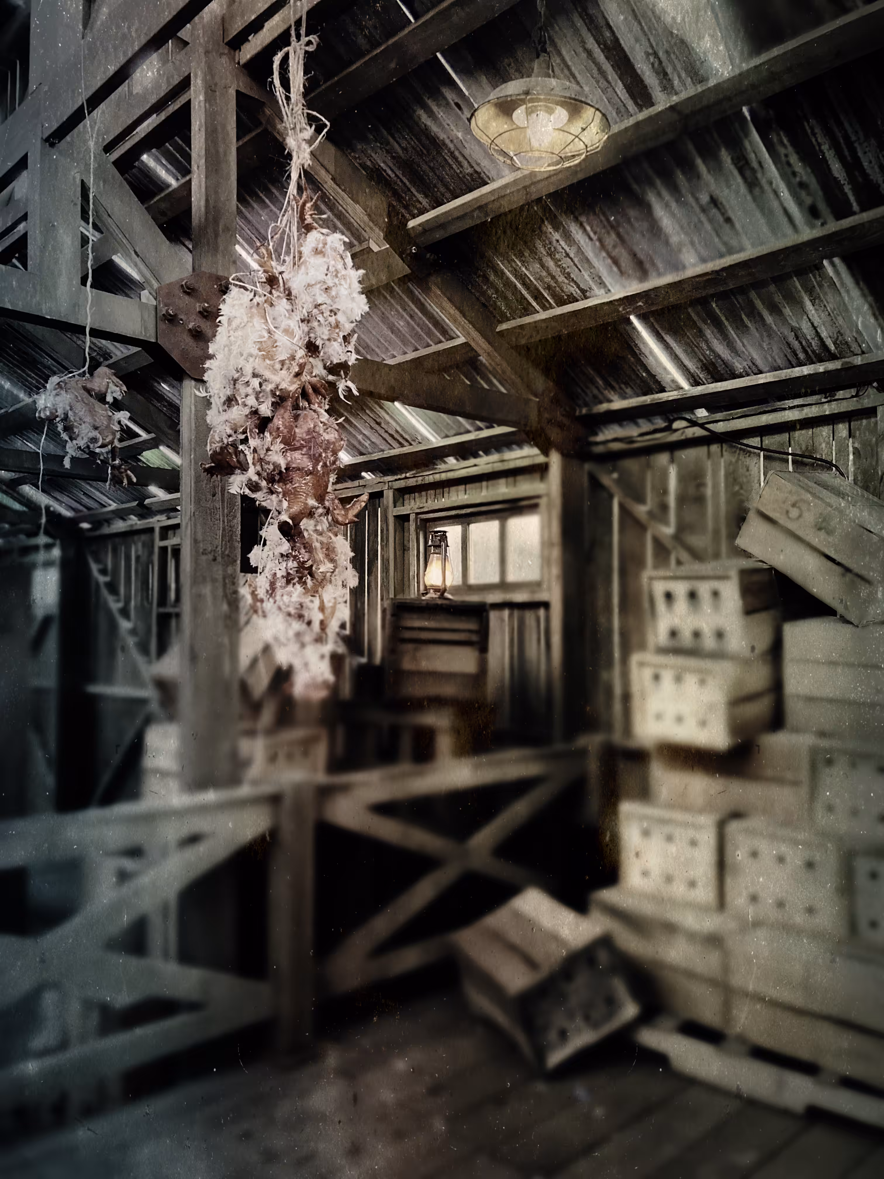 Barn Chicken