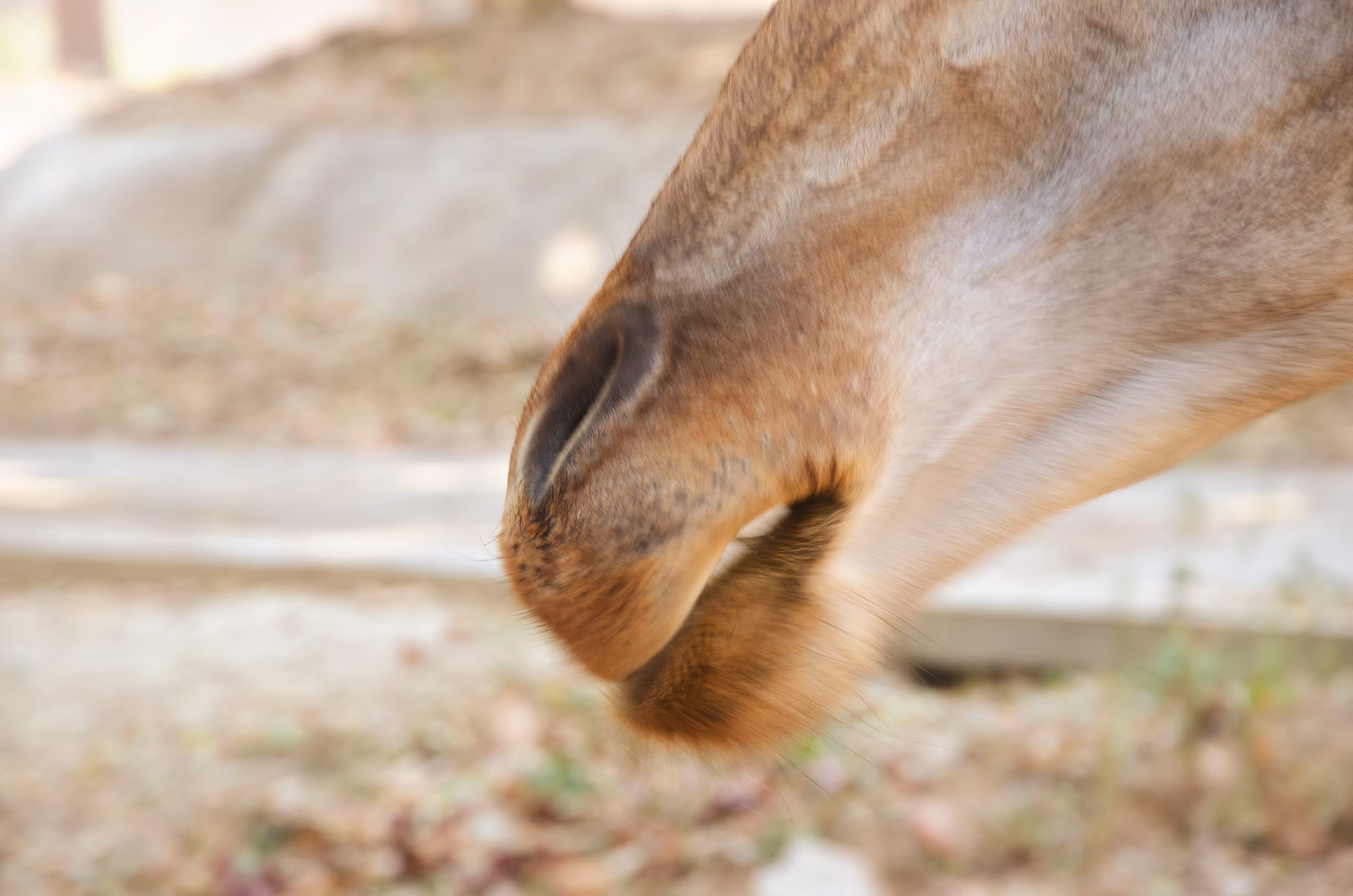 The zoo, 08 chew