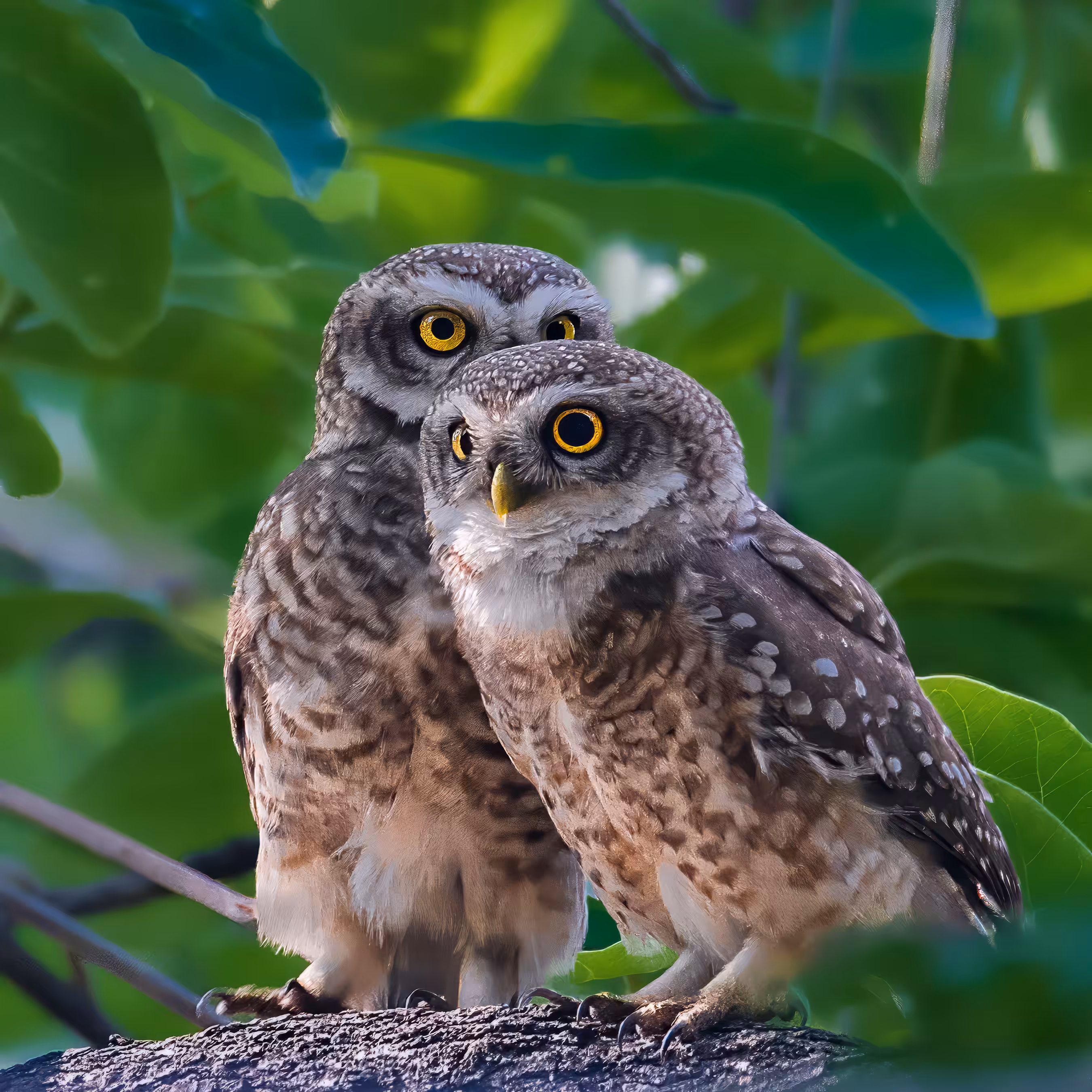 Spotted Owlet