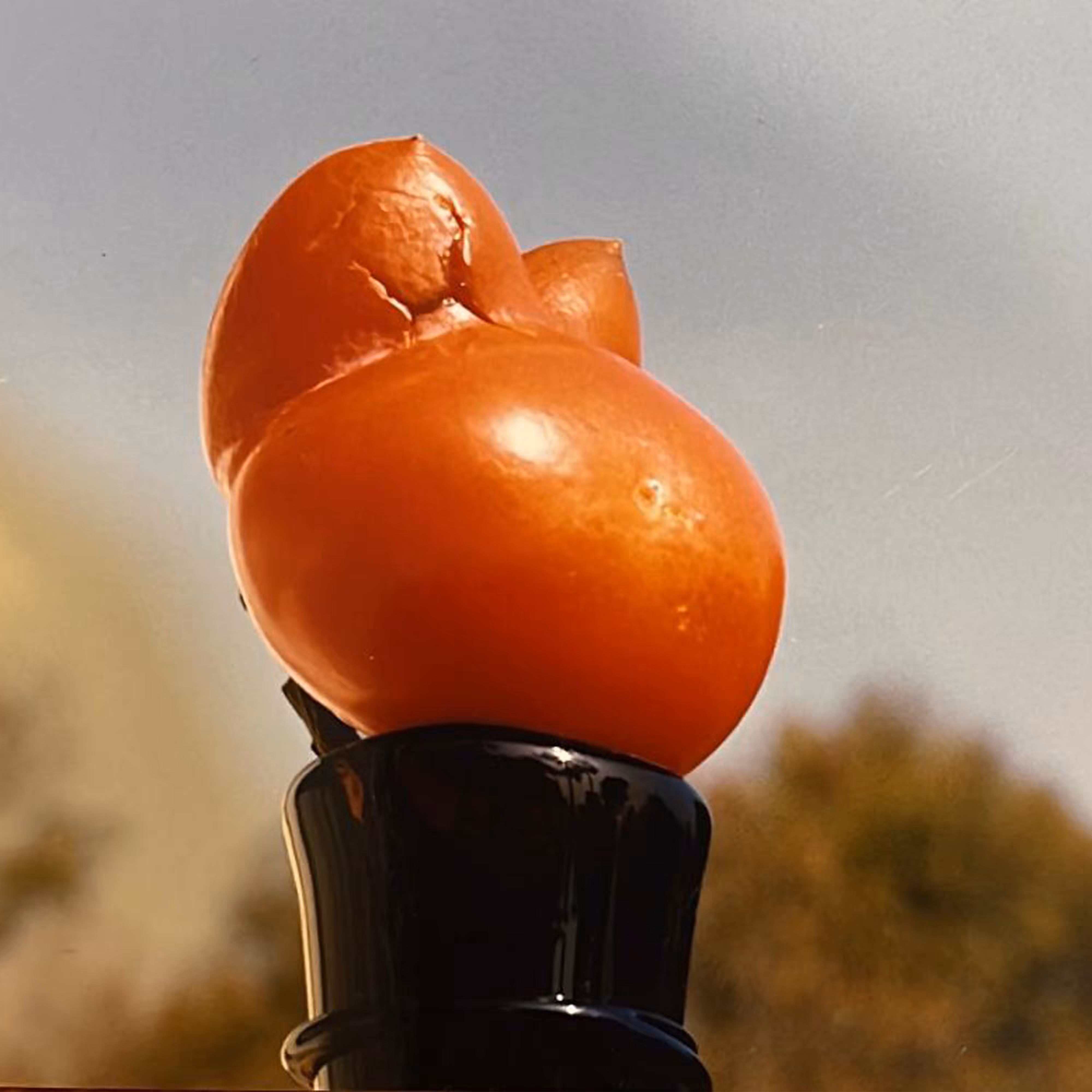 The Persimmon's Secret