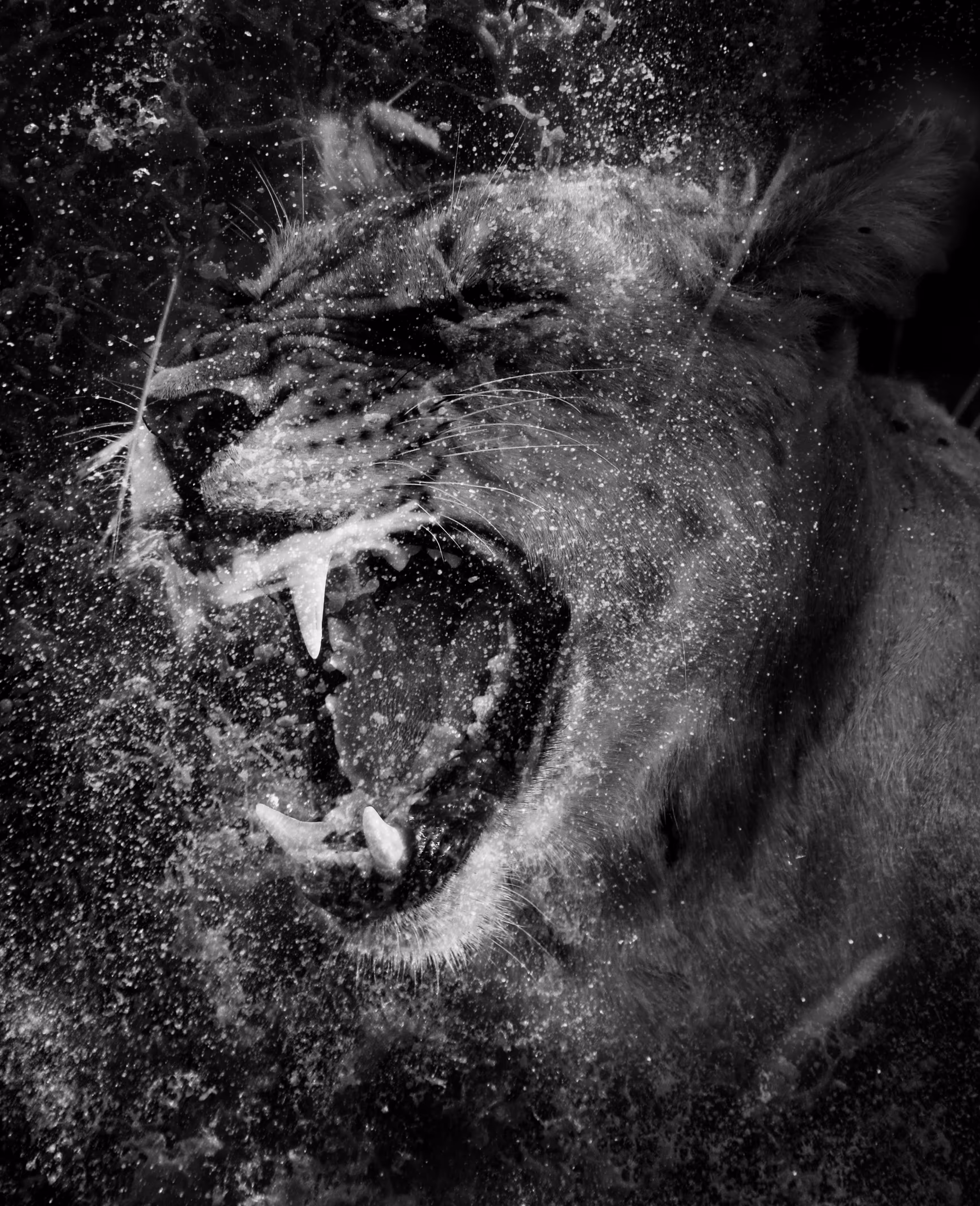 Waterfall Series - Lioness Roar