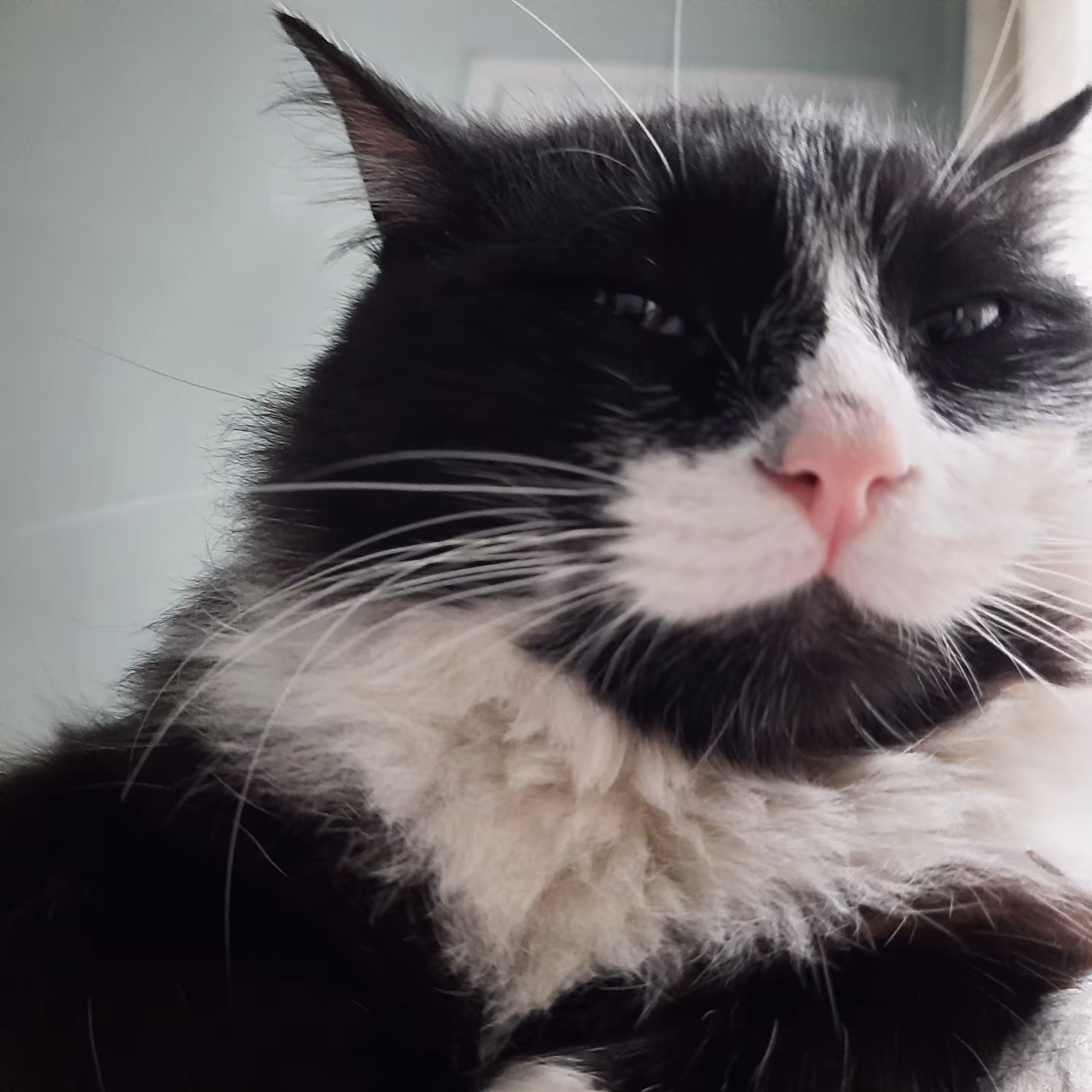 Ma Cat Selfie