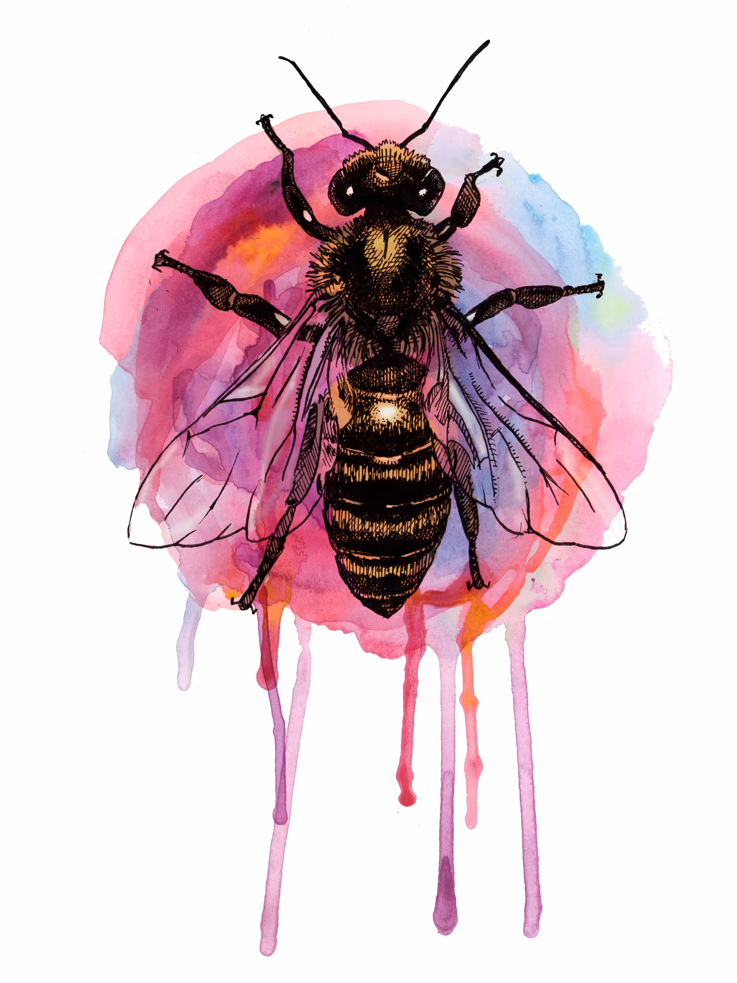 Honey bee on watercolour violet and pink