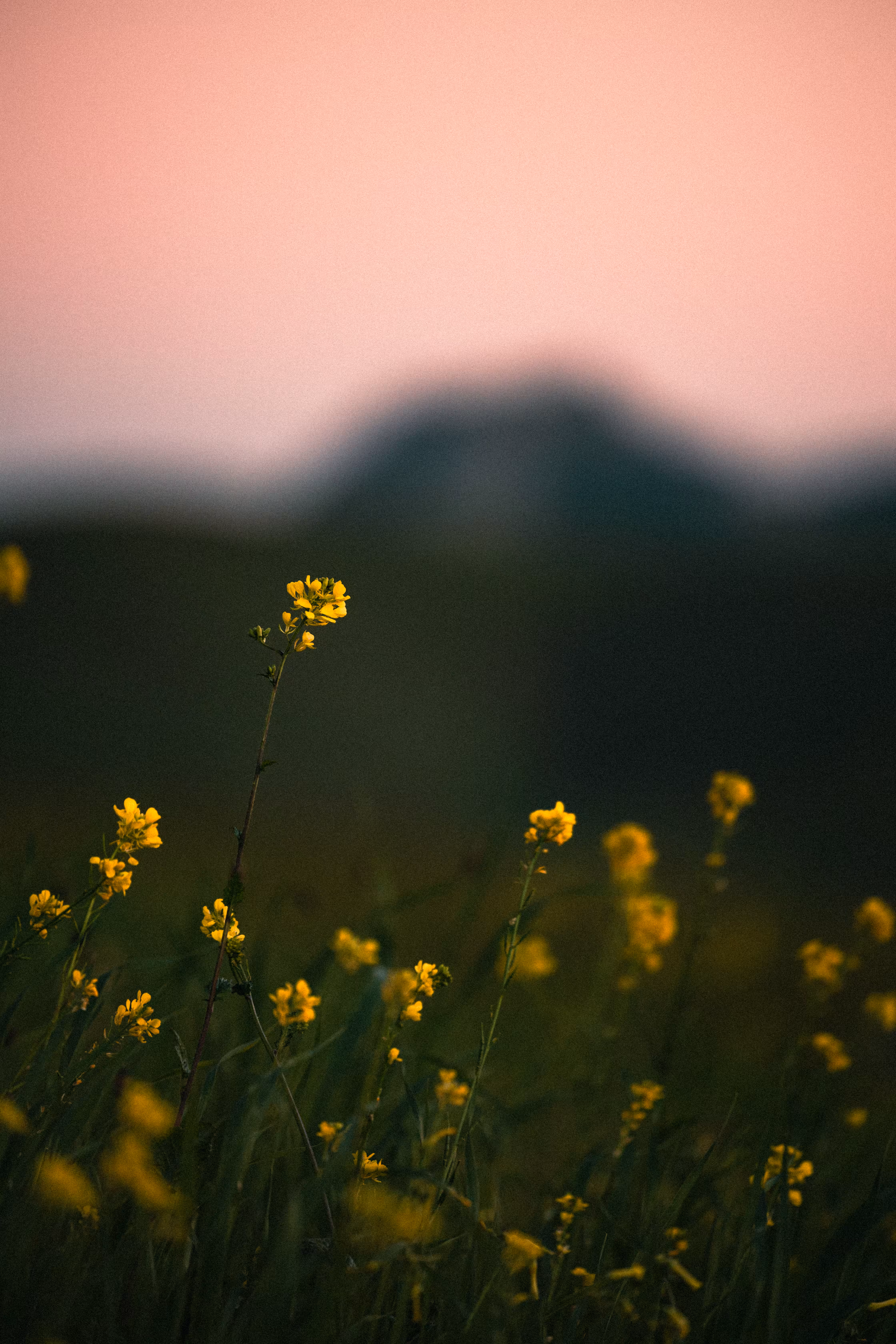 Wild Yellow