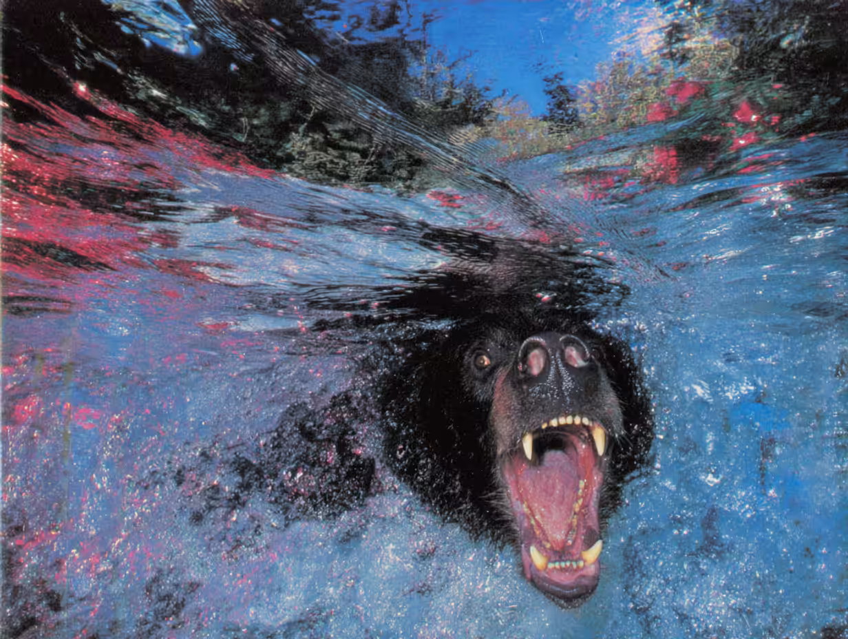 Bears, #46