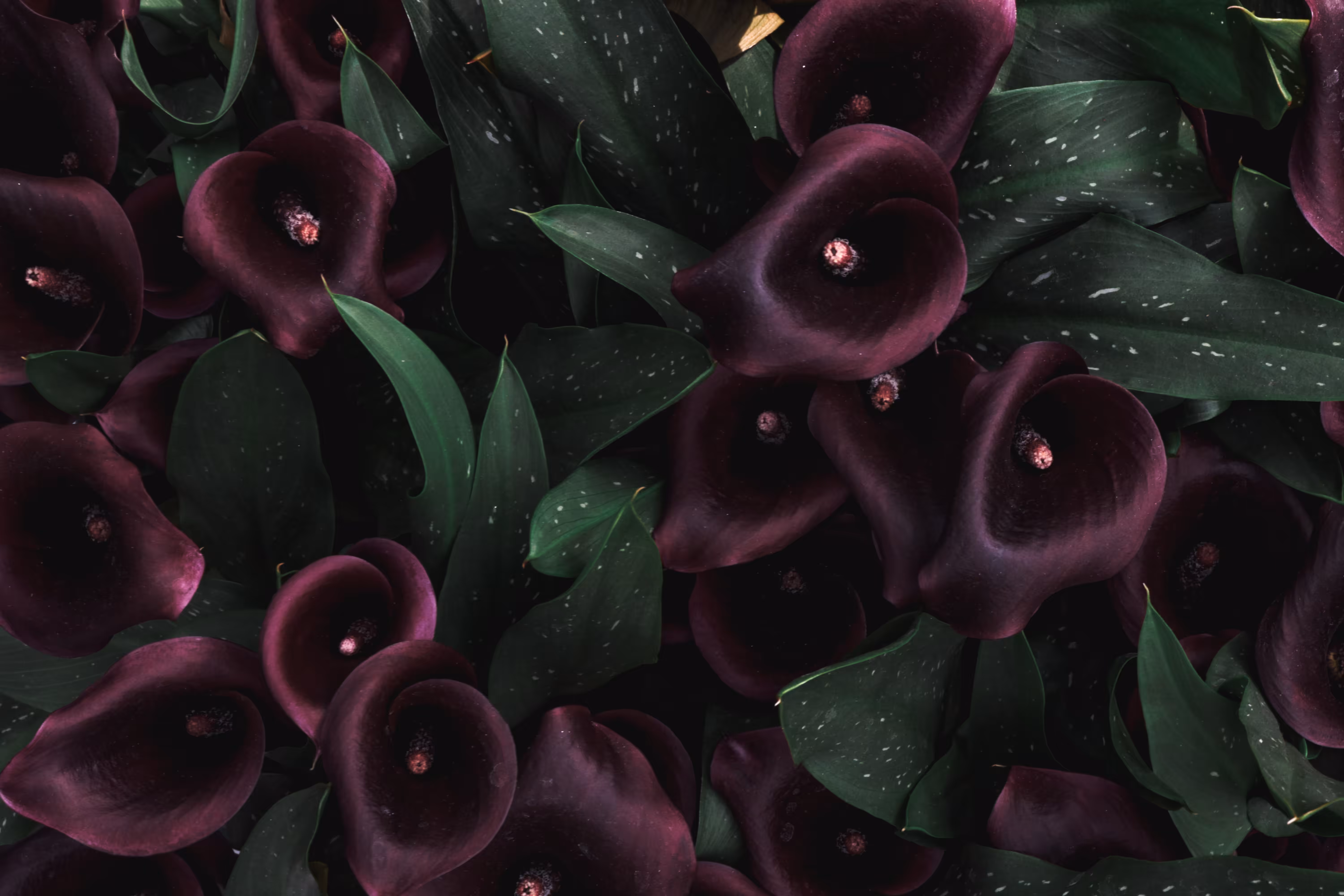Mystery Flowers "Red"