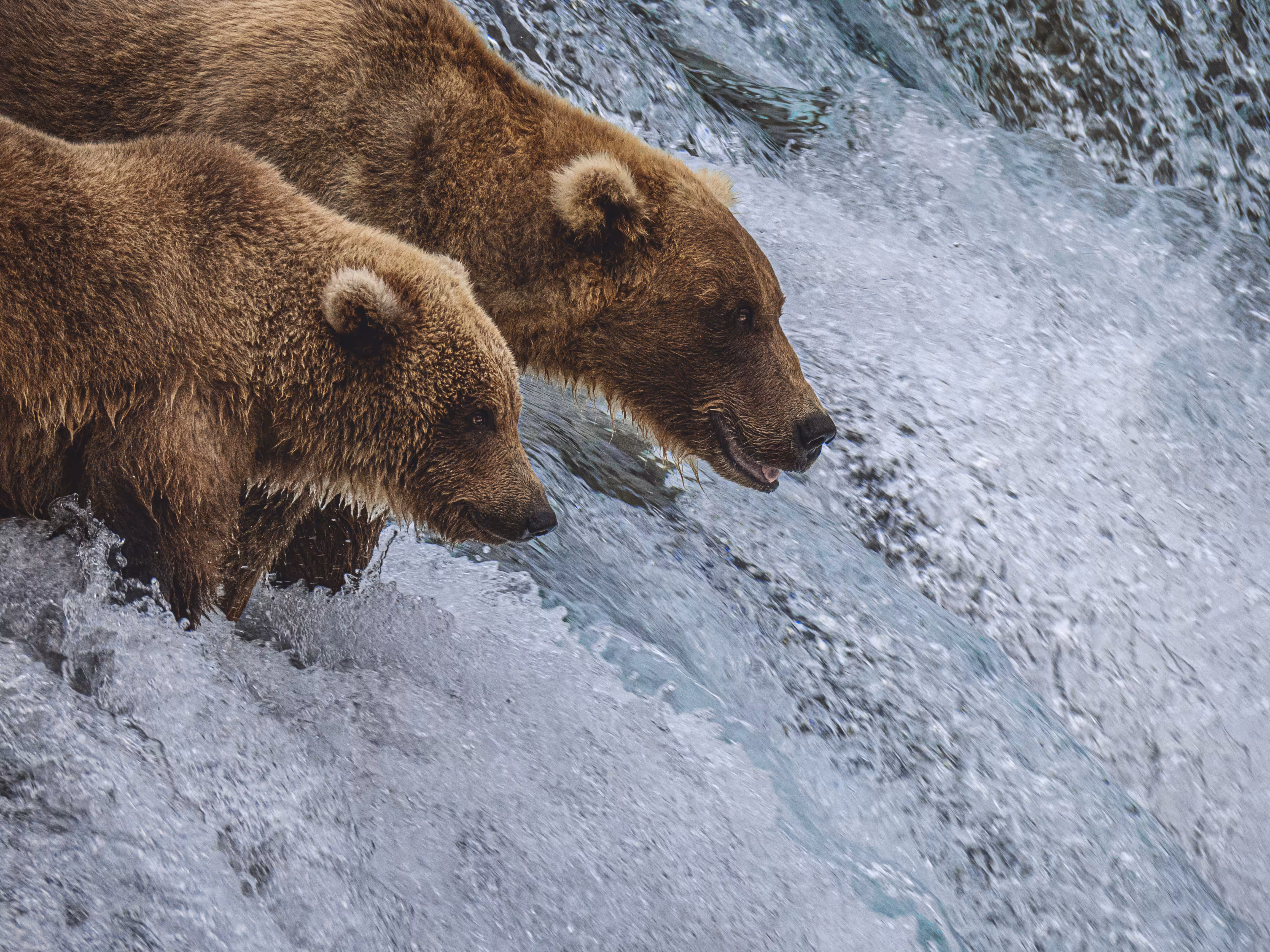 Bear Eats You #12