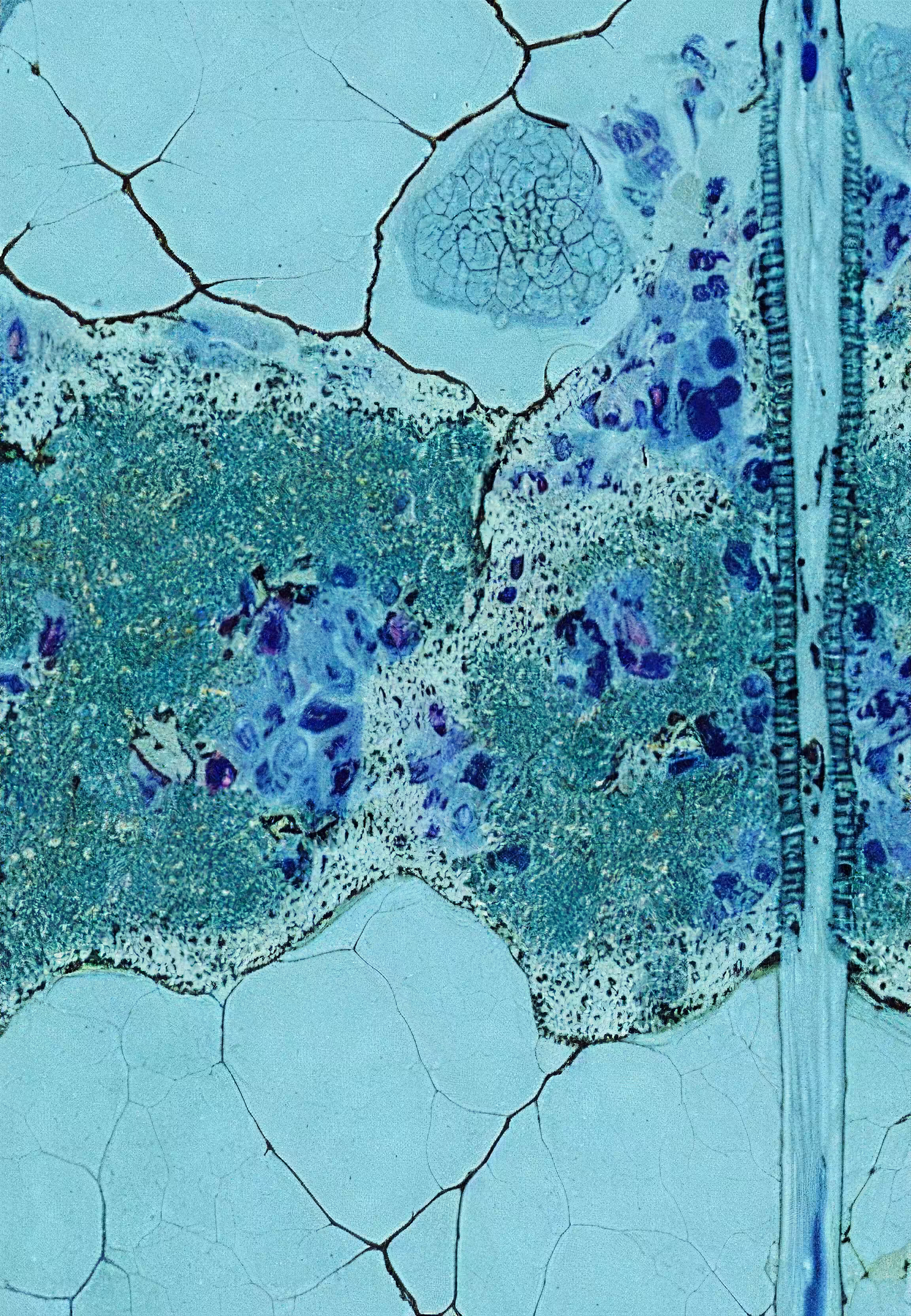Histologia In Silico #233
