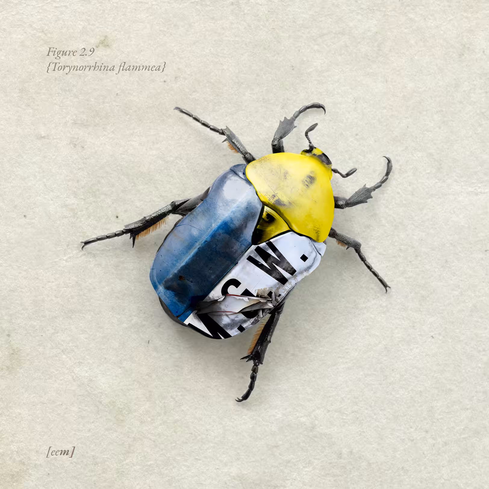 Figure 2.9 {Torynorrhina flammea}