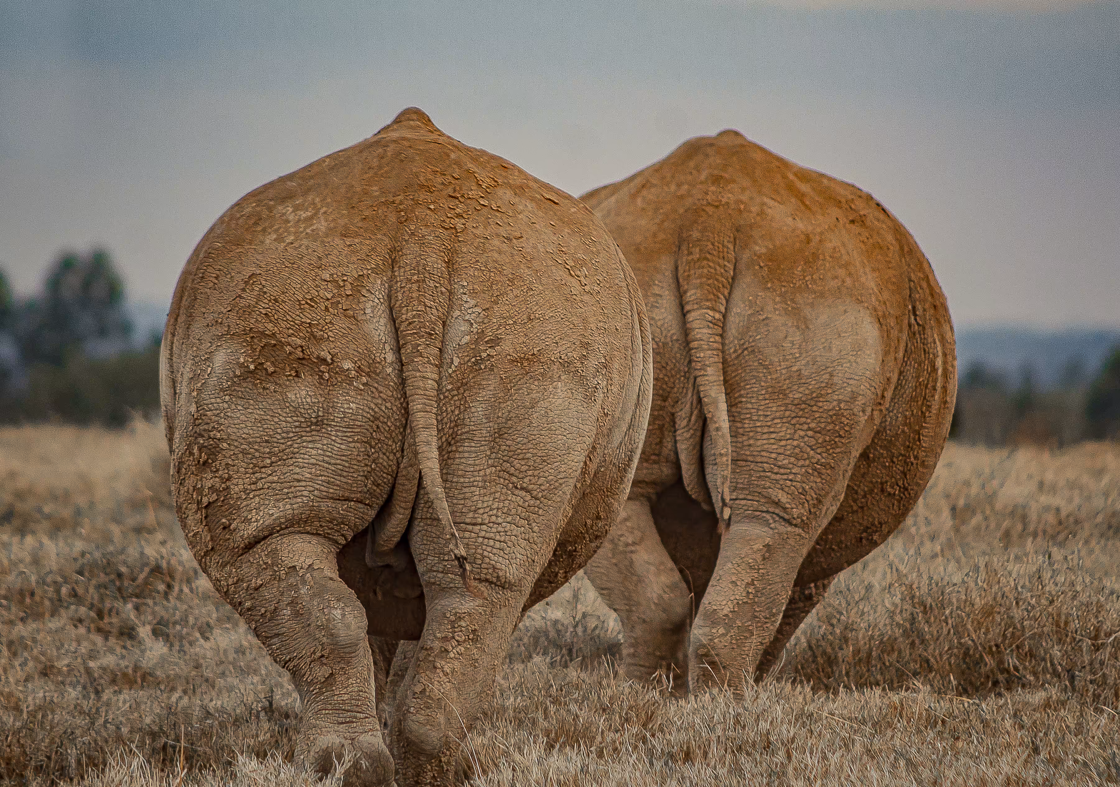 Kifaru (Key-fuh-roo in Swahili) / Rhinoceros