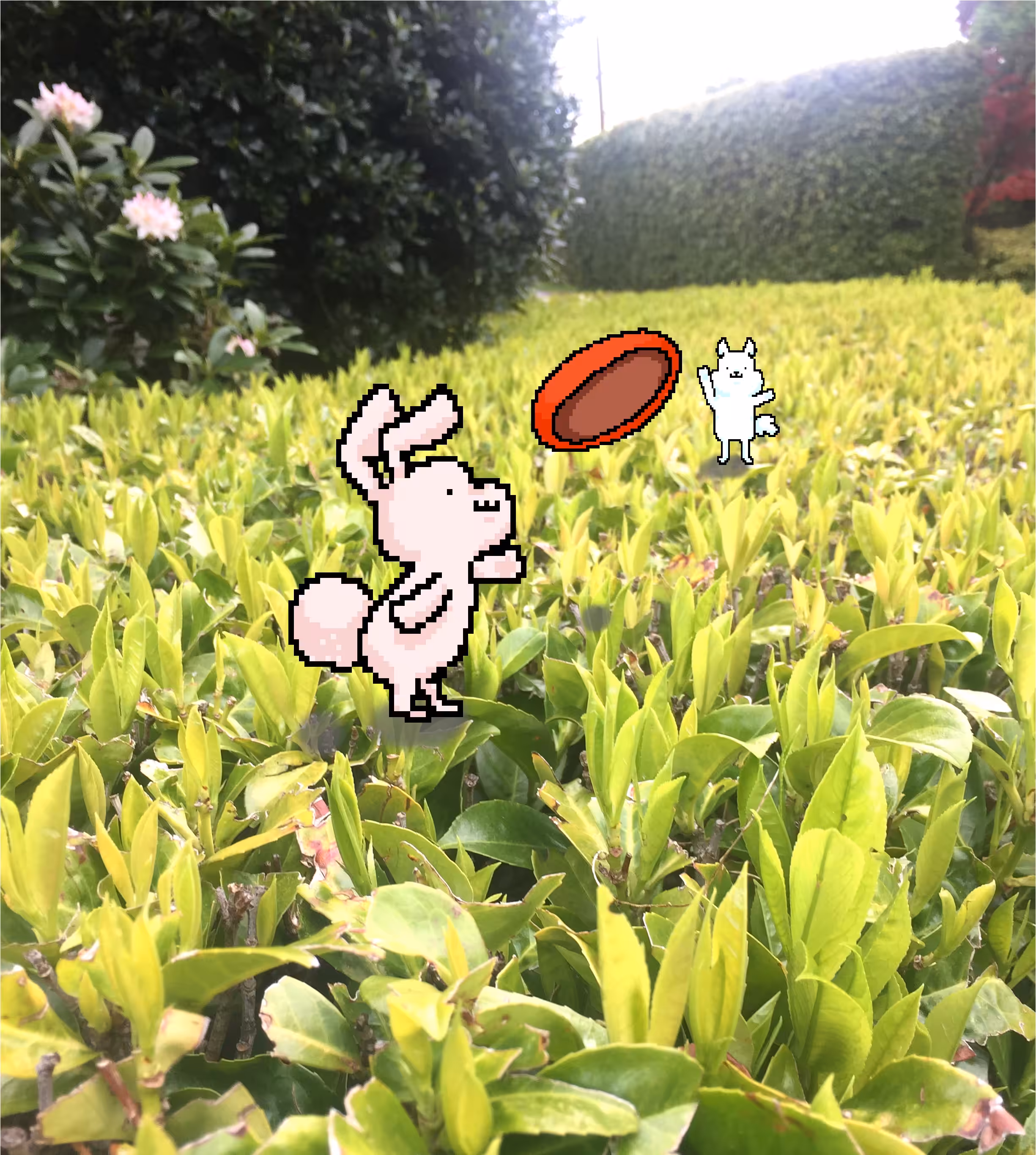 Play Date with Frisbee