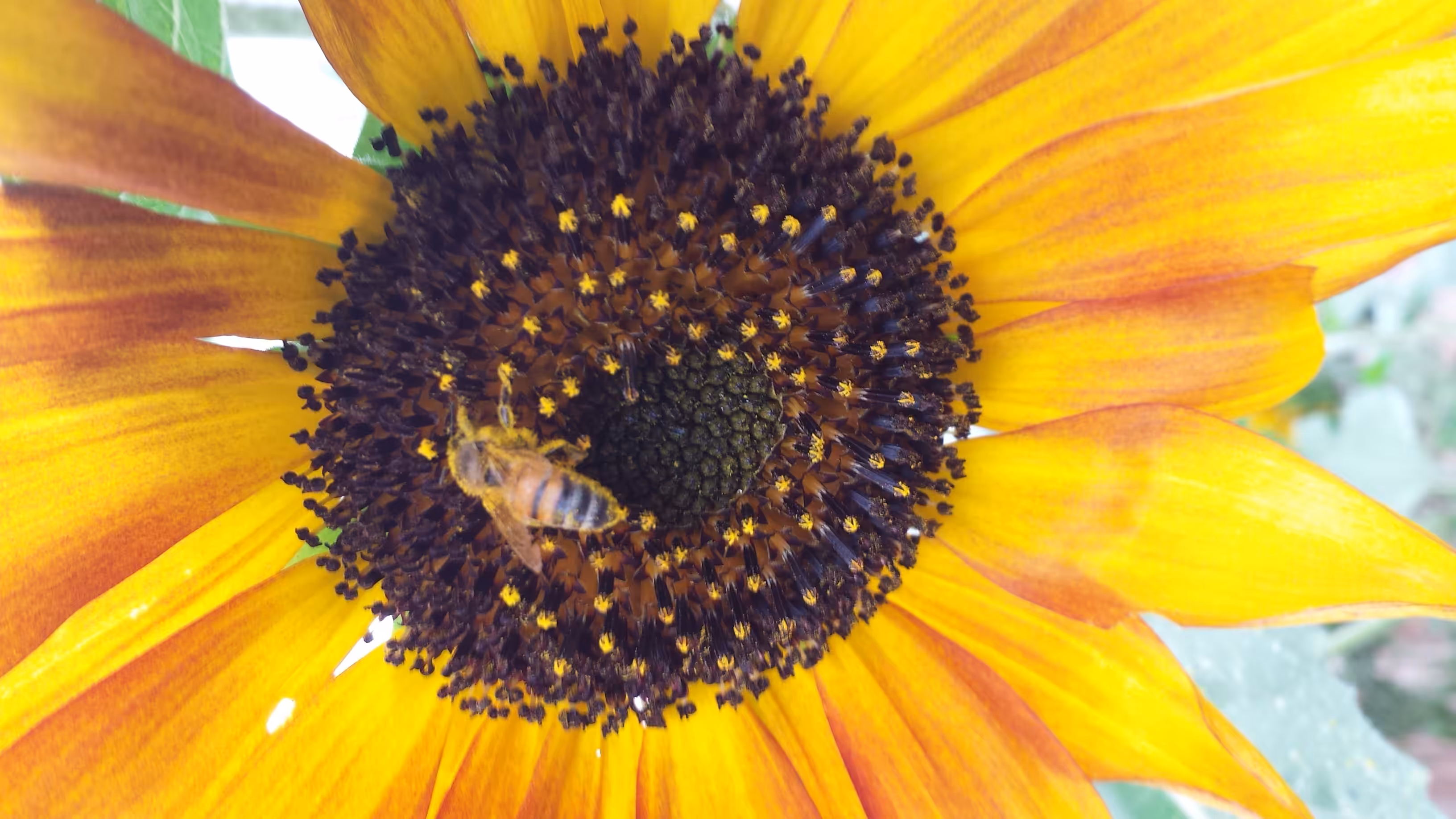 bee in paradise