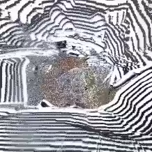 🦝🦝🦝