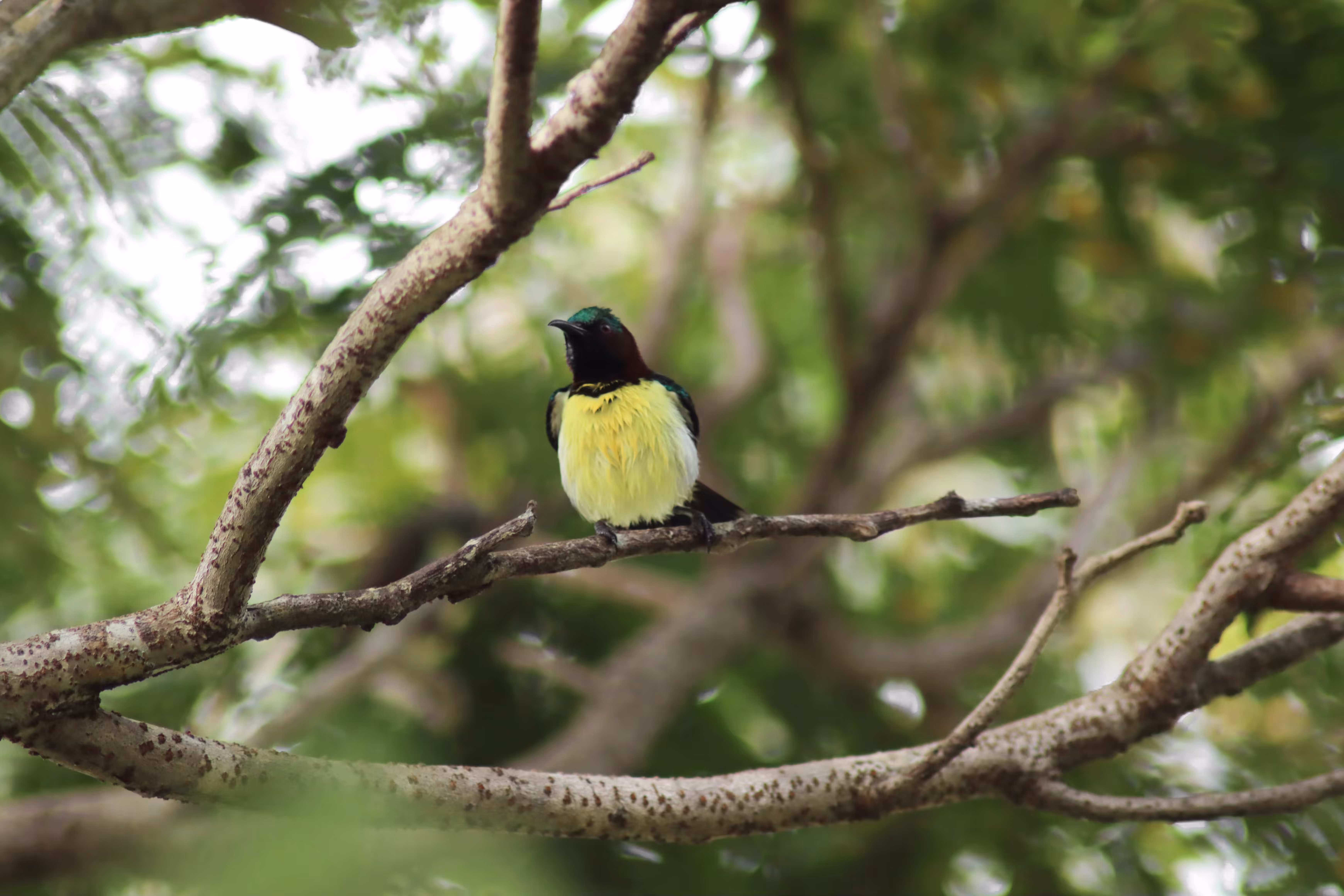 Beauty of a Sunbird