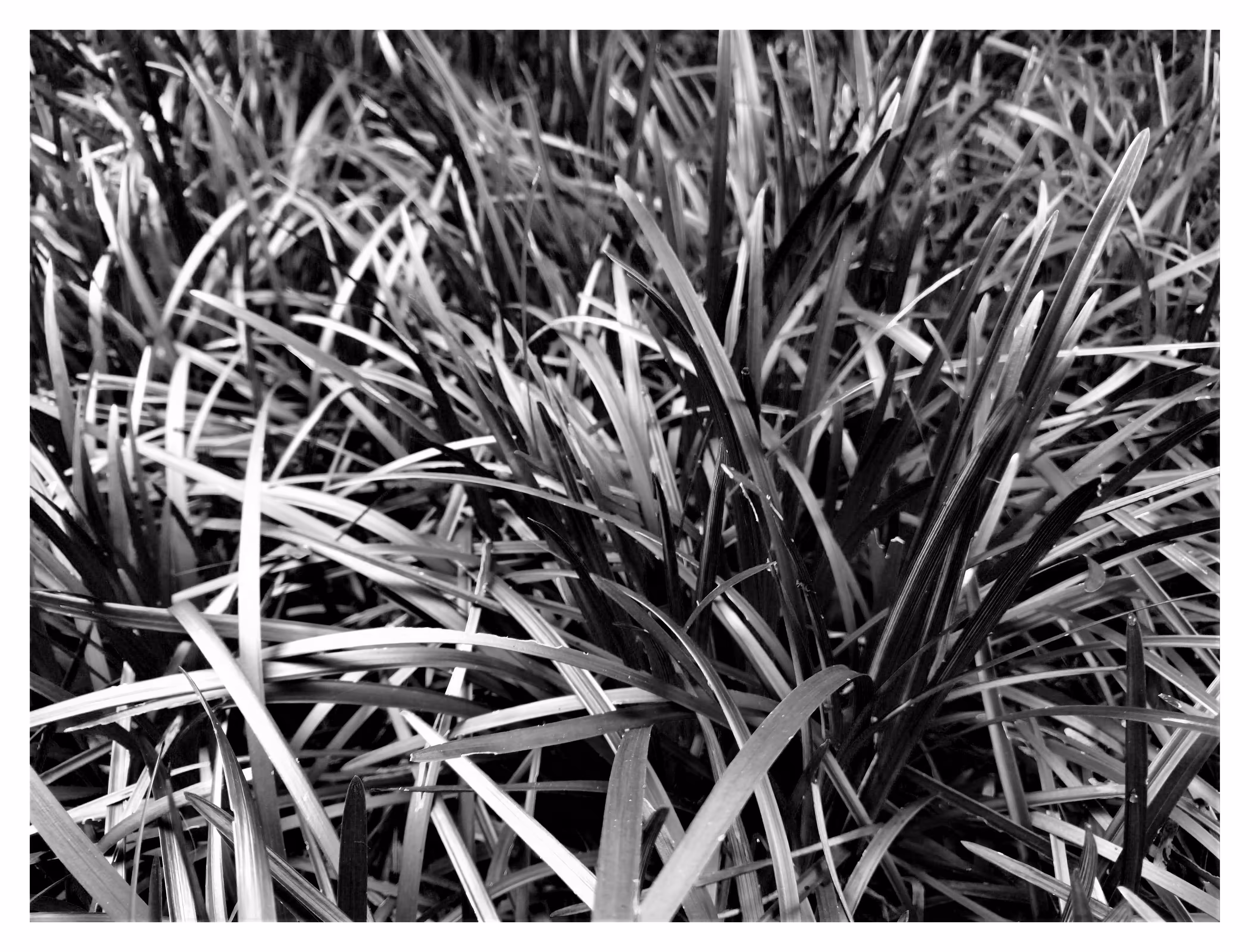 FLORA 2