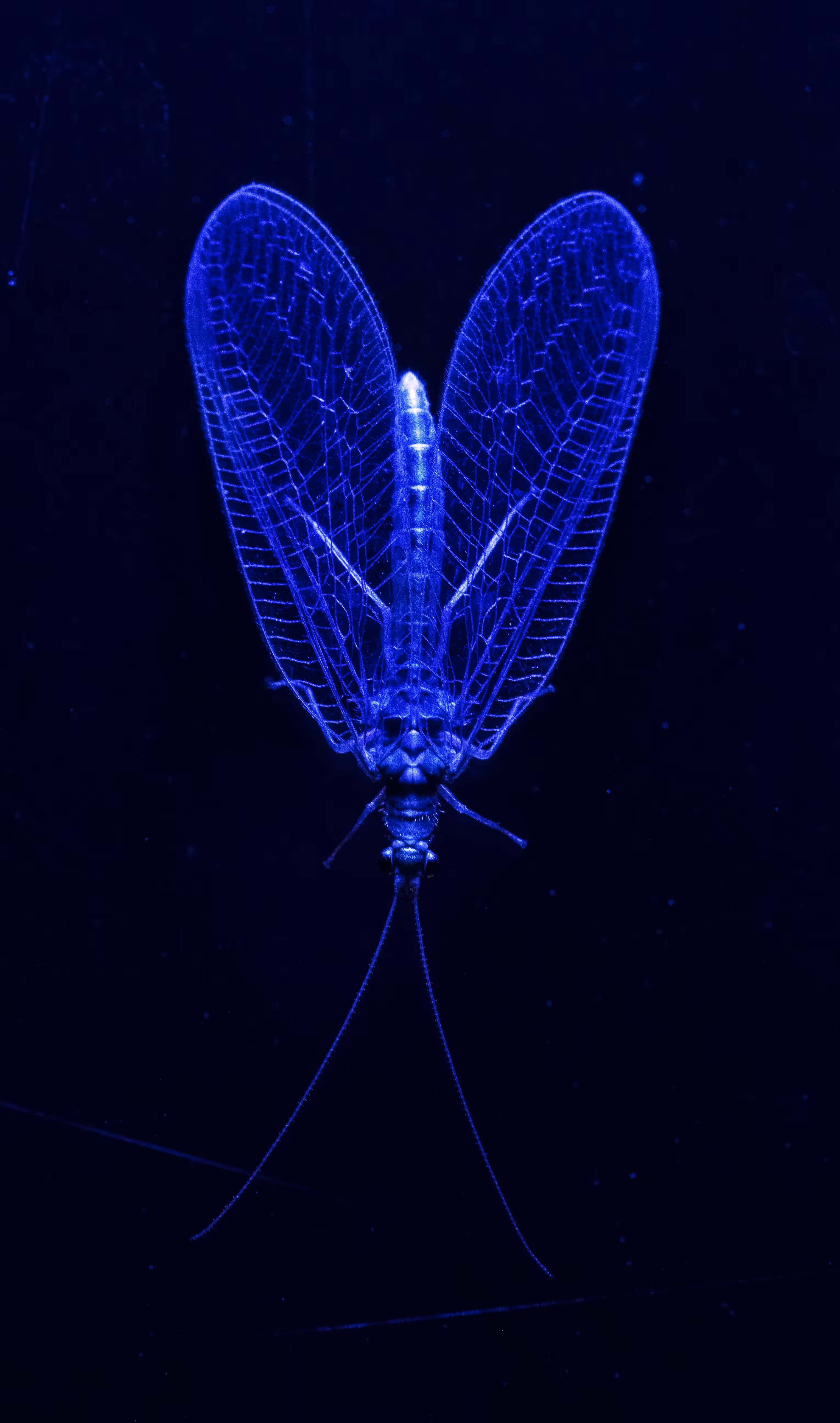 Chrysoperla carnea #2