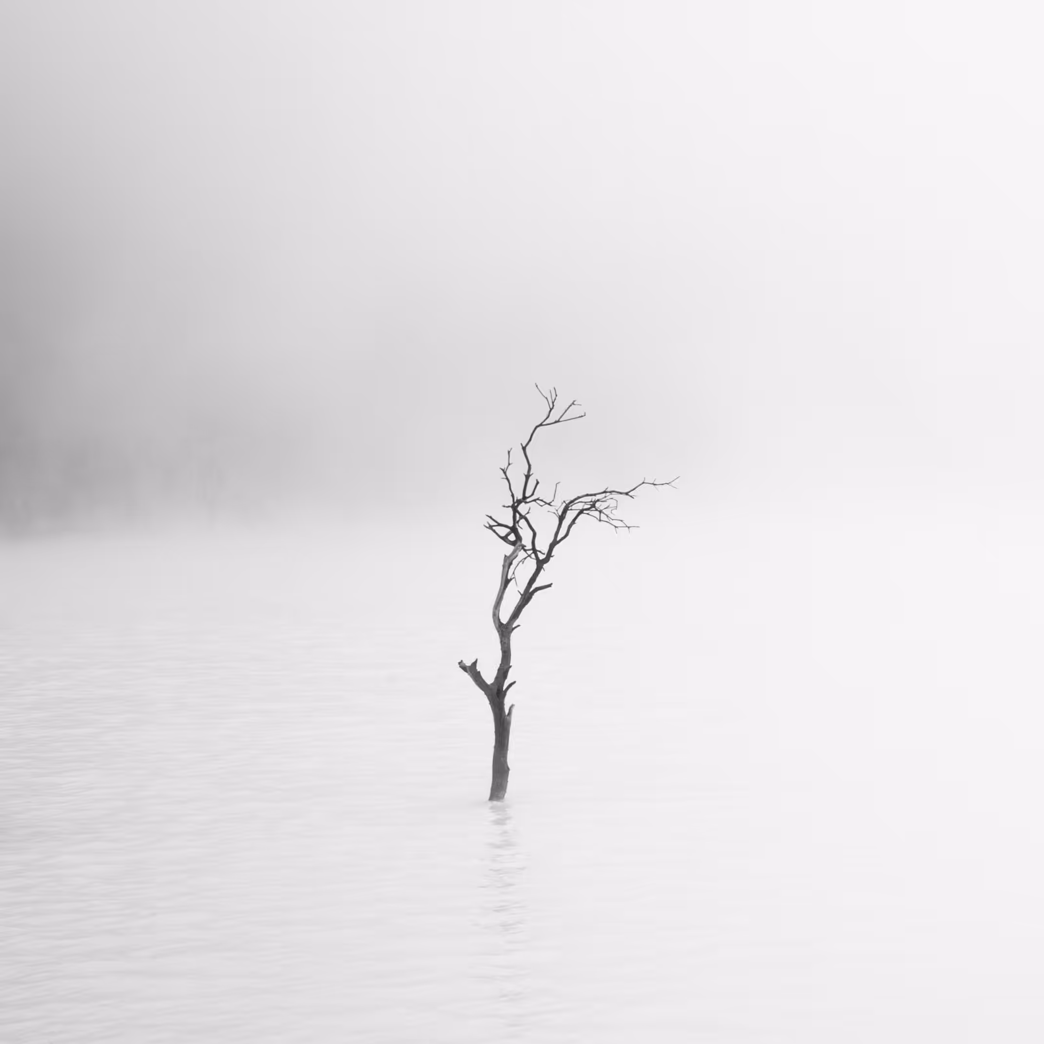 Serenity