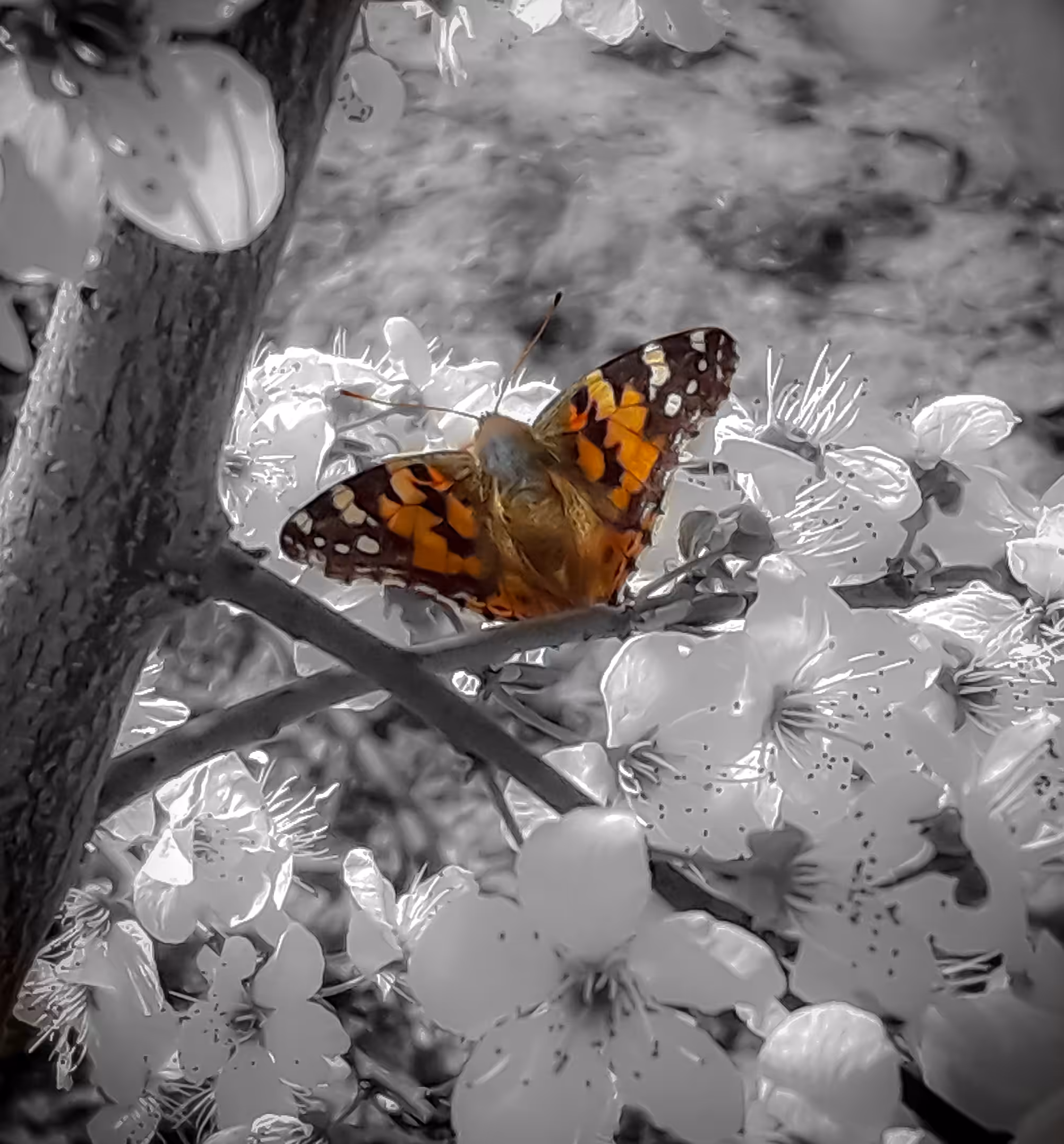 Butterfly in Dual Tones