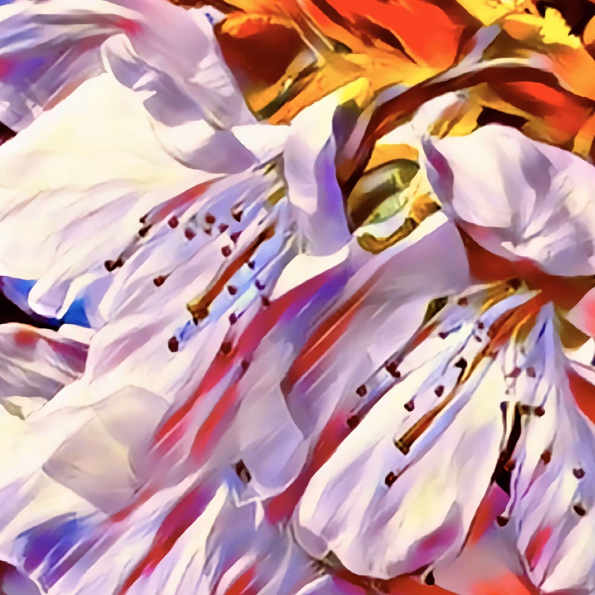 Cherry Flowers - Color Splash
