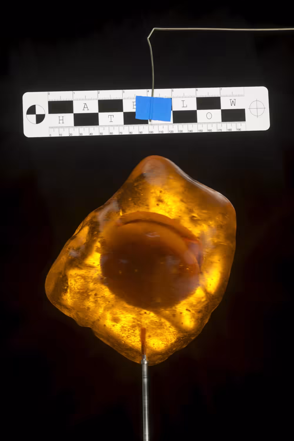 Cheeseburger in Amber.