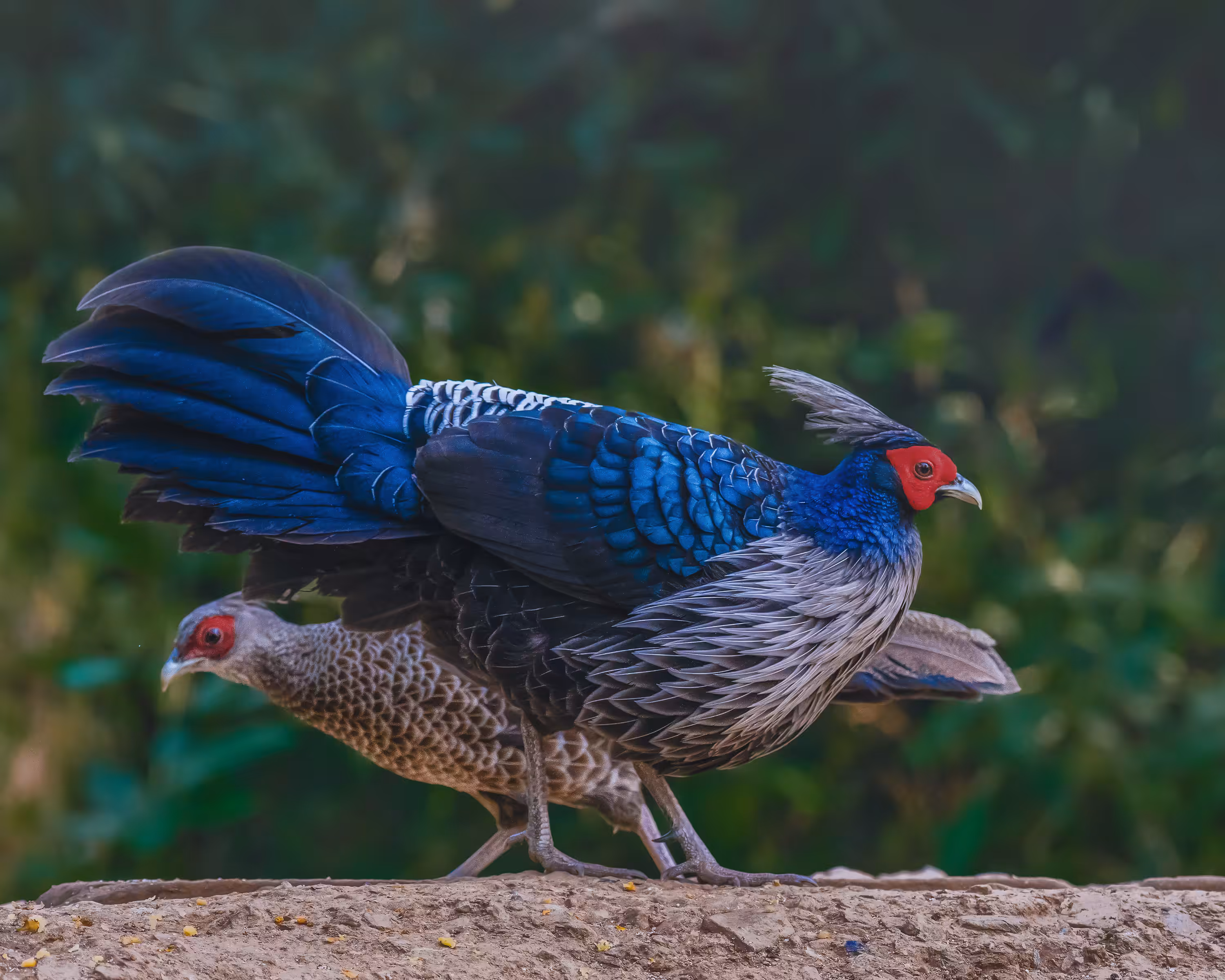 Kalij Pheasant (Male & Female)