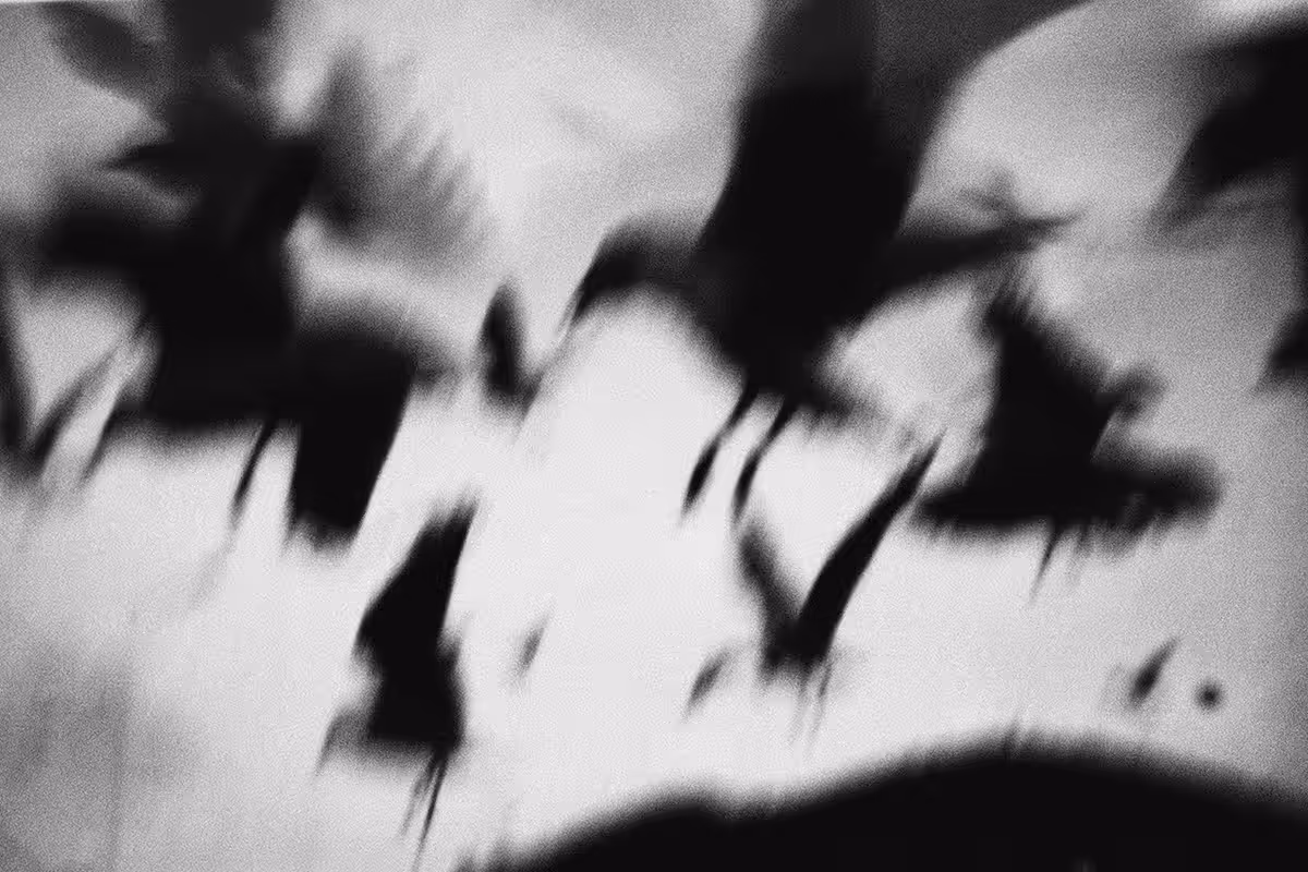 crows