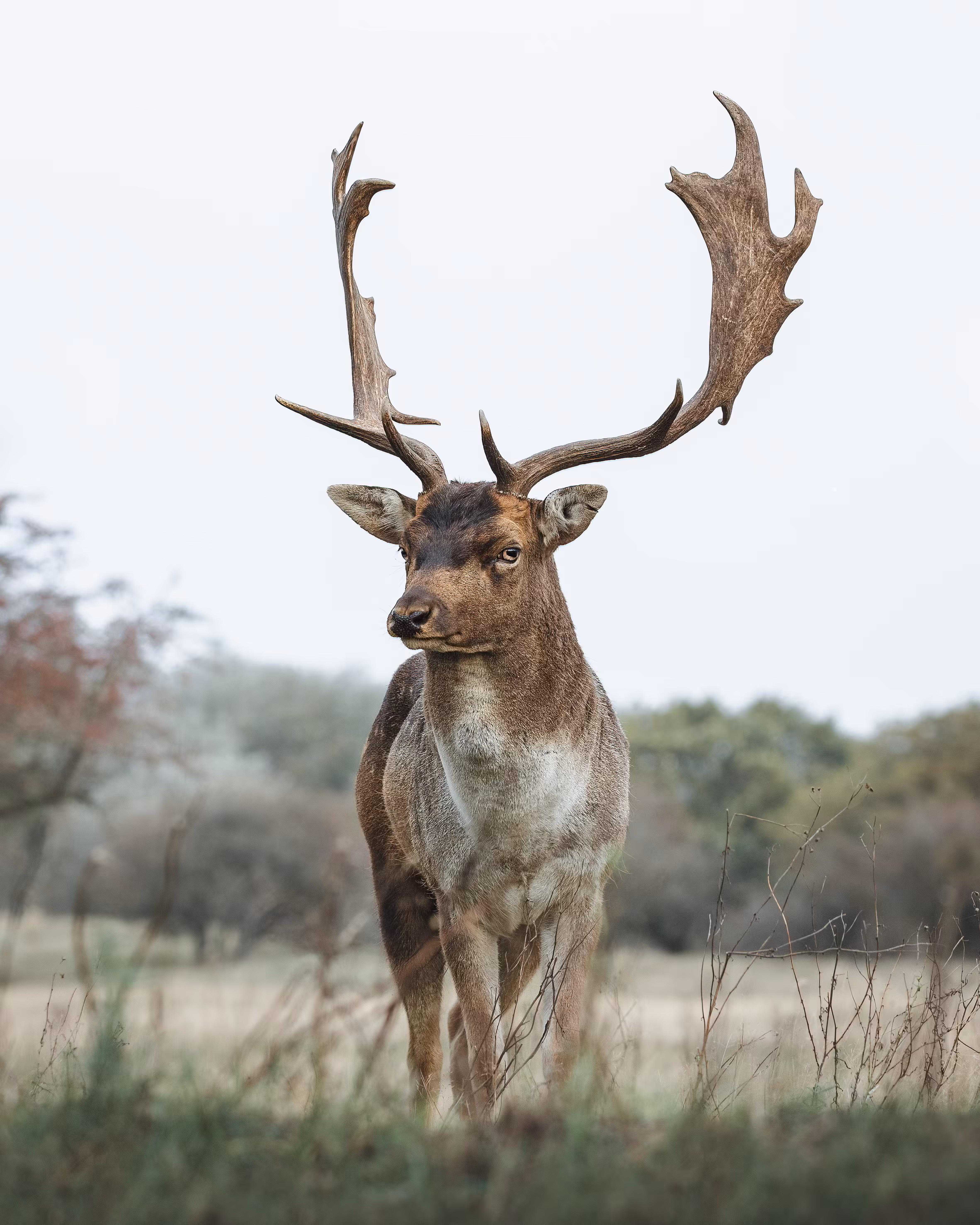 Oh Deer